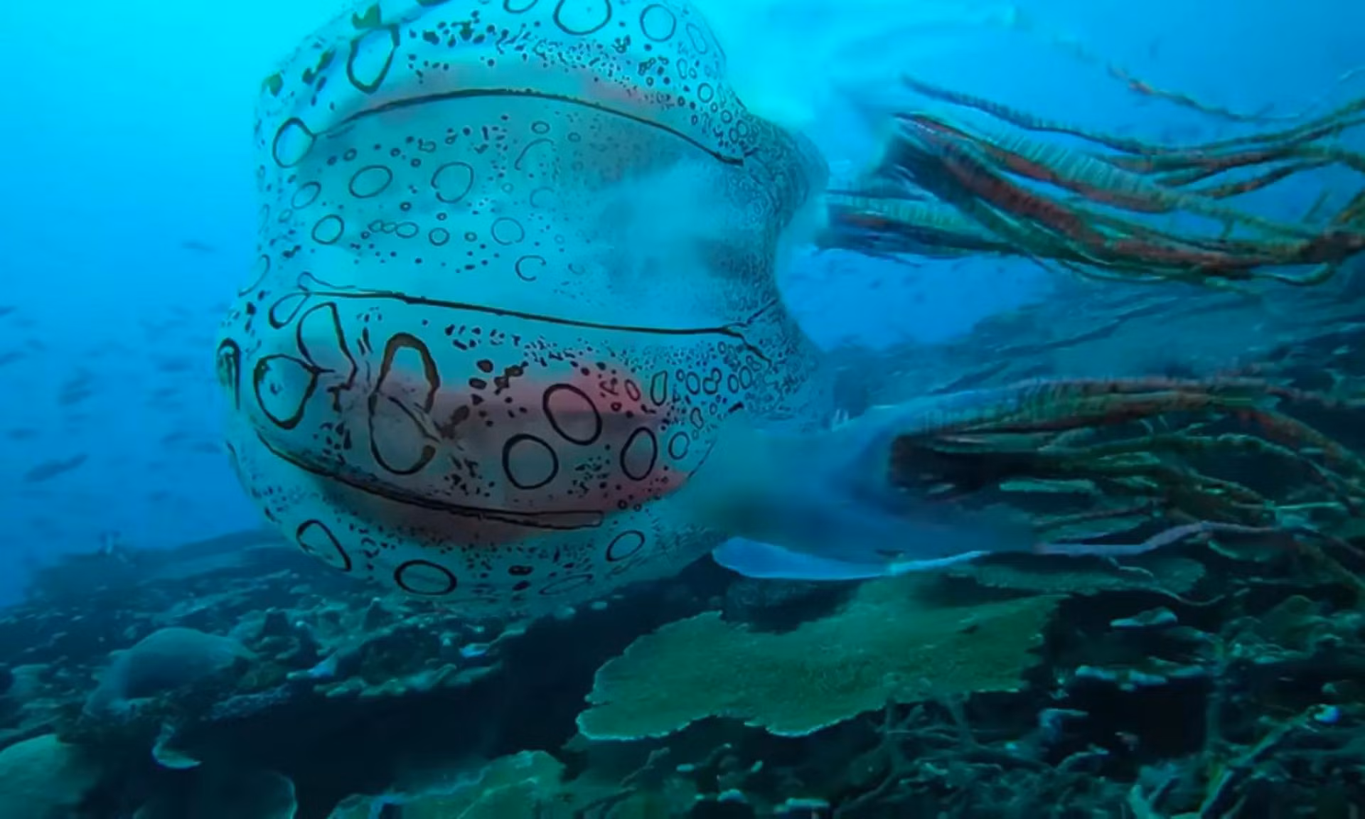 Một loài sứa mới được phát hiện bởi một thợ lặn biển ở Papua New Guinea. Các nhà nghiên cứu thấy ấn tượng bởi chi tiết phức tạp của con sứa và cách thức di chuyển dứt khoát của nó ở trong nước. (Nguồn: Scuba Ventures Kavieng)