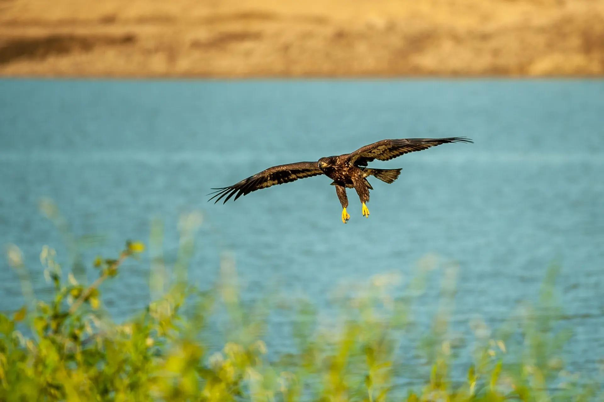 Một con đại bàng đầu hói vị thành niên sải cánh ở vùng đất ngập nước gần Cleves, bang Ohio, Mỹ. (Ảnh: NurPhoto/Rex/Shutterstock)