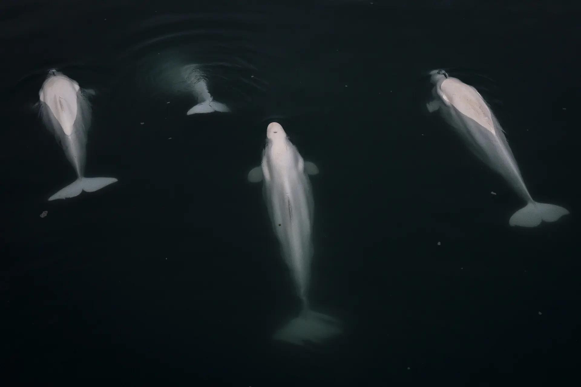Đàn cá voi trắng Beluga bơi gần quần đảo Svalbard của Na Uy. (Nguồn: Anadolu Agency/Getty Images) Đàn cá voi trắng Beluga bơi gần quần đảo Svalbard của Na Uy. (Nguồn: Anadolu Agency/Getty Images)