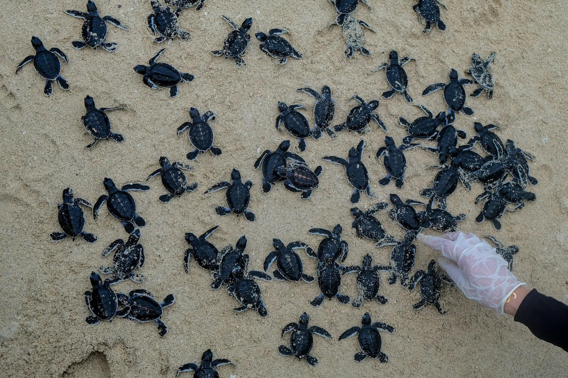 Hàng trăm cá thể rùa biển con được thả về đại dương trên bãi biển Ketawai thuộc quần đảo Bangka Belitung của Indonesia. (Nguồn: NurPhoto/Rex/Shutterstock) Hàng trăm cá thể rùa biển con được thả về đại dương trên bãi biển Ketawai thuộc quần đảo Bangka Belitung của Indonesia. (Nguồn: NurPhoto/Rex/Shutterstock)