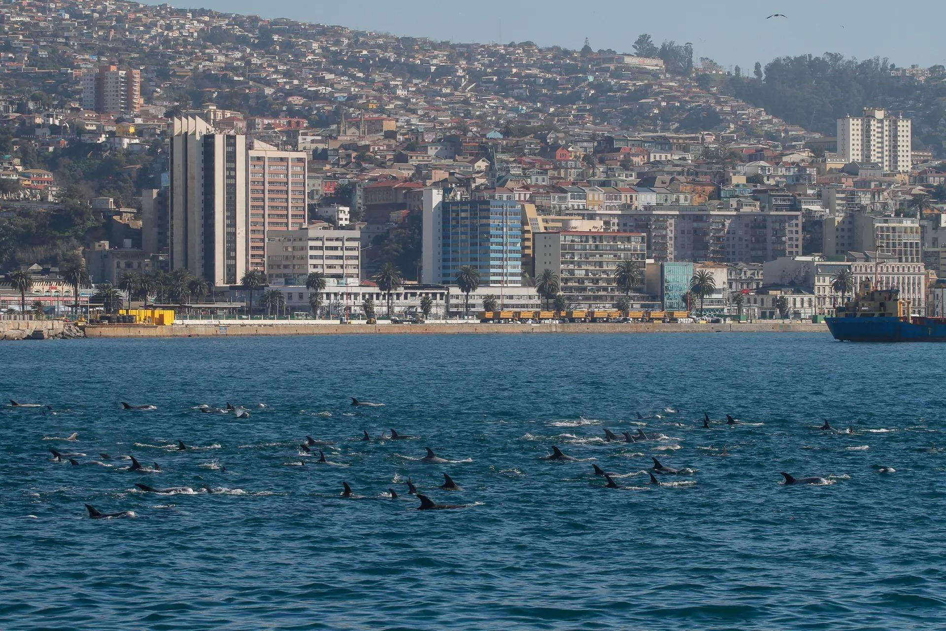 Đàn cá heo khoảng 50-100 con bơi ngang qua bờ biển thành phố Valparaiso của Chile - một cảnh tượng hiếm thấy khiến du khách và người dân địa phương vô cùng thích thú. (Ảnh: EPA)