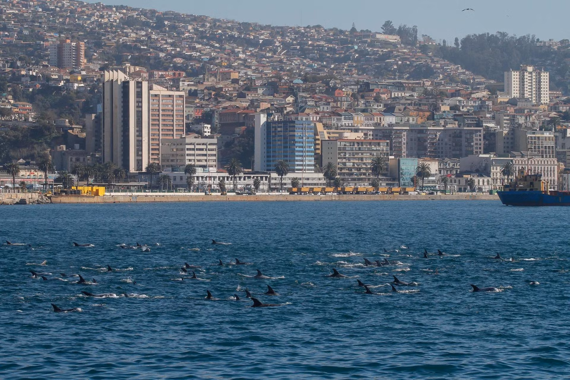 Đàn cá heo khoảng 50-100 con bơi ngang qua bờ biển thành phố Valparaiso của Chile - một cảnh tượng hiếm thấy khiến du khách và người dân địa phương vô cùng thích thú. (Ảnh: EPA)