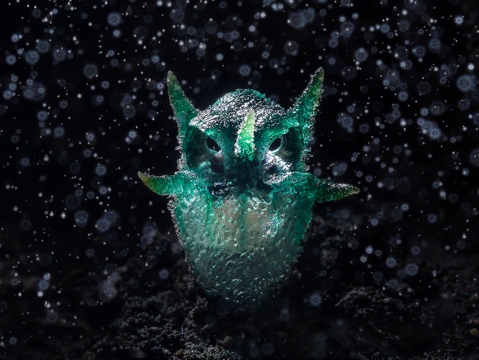 Giải vàng hạng mục “Thực vật và nấm” - Tác phẩm “Thực vật hình con cú”, chụp tại khu bảo tồn động vật hoang dã Umphang, tỉnh Tak, Thái Lan. (Tác giả: Chatree Lertsintanakorn)