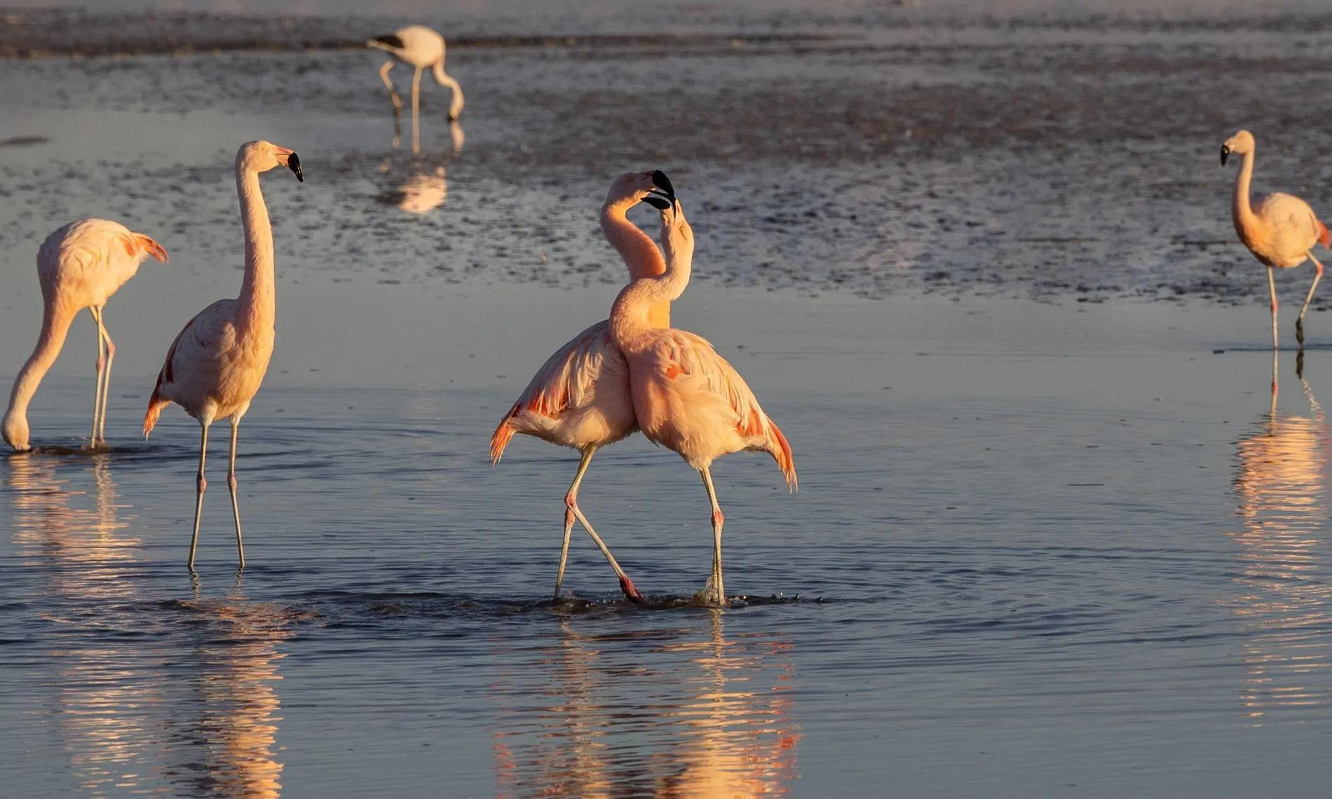 Đàn chim hồng hạc kiếm ăn trong ao nước mặn tại khu bảo tồn hồng hạc quốc gia ở San Pedro de Atacama, Chile. Quần thể chim hồng hạc đã suy giảm gần 20% ở các khu vực gần mỏ khai thác lithium. Khu bảo tồn hiện là ngôi nhà của 3 loài hồng hạc Nam Mỹ sống nhờ vào nguồn thức ăn tôm nước mặn, tảo và sinh vật phù du. Hồng hạc Chile được Liên minh Bảo tồn thiên nhiên quốc tế (IUCN) liệt vào danh sách loài sắp bị đe dọa. (Ảnh: Getty Images)