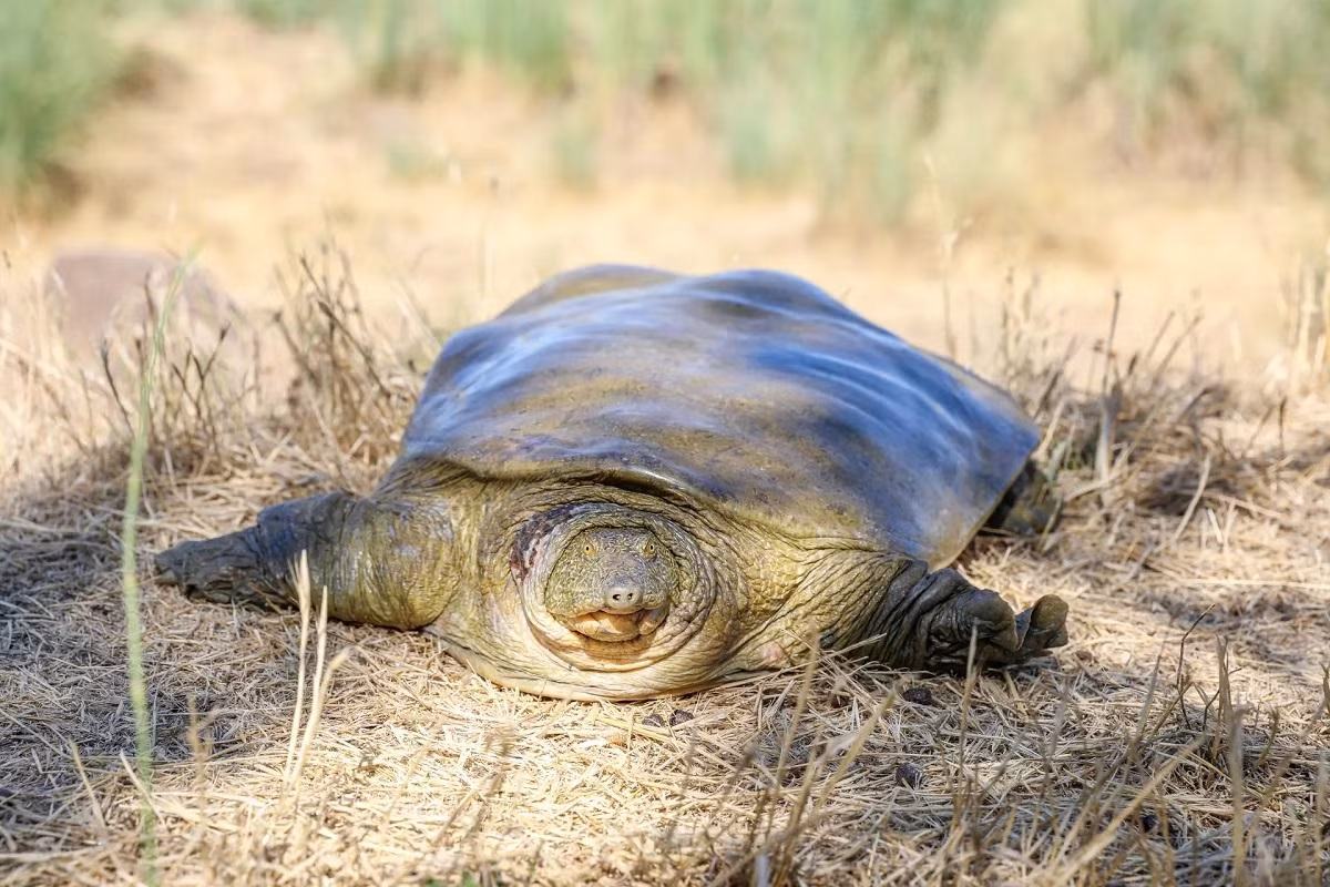 Một con rùa mai mềm Euphrates (Rafetus euphraticus) ở Diyarbakir, Thổ Nhĩ Kỳ. Con rùa này bị mắc cạn và được tìm thấy trong tình trạng kiệt sức. Rùa nặng 12,5kg và được trả về tự nhiên bên bờ sông Tigris sau khi trải qua các kiểm tra y tế. (Ảnh: Anadolu Agency/Getty Images) Một con rùa mai mềm Euphrates (Rafetus euphraticus) ở Diyarbakir, Thổ Nhĩ Kỳ. Con rùa này bị mắc cạn và được tìm thấy trong tình trạng kiệt sức. Rùa nặng 12,5kg và được trả về tự nhiên bên bờ sông Tigris sau khi trải qua các kiểm tra y tế. (Ảnh: Anadolu Agency/Getty Images)