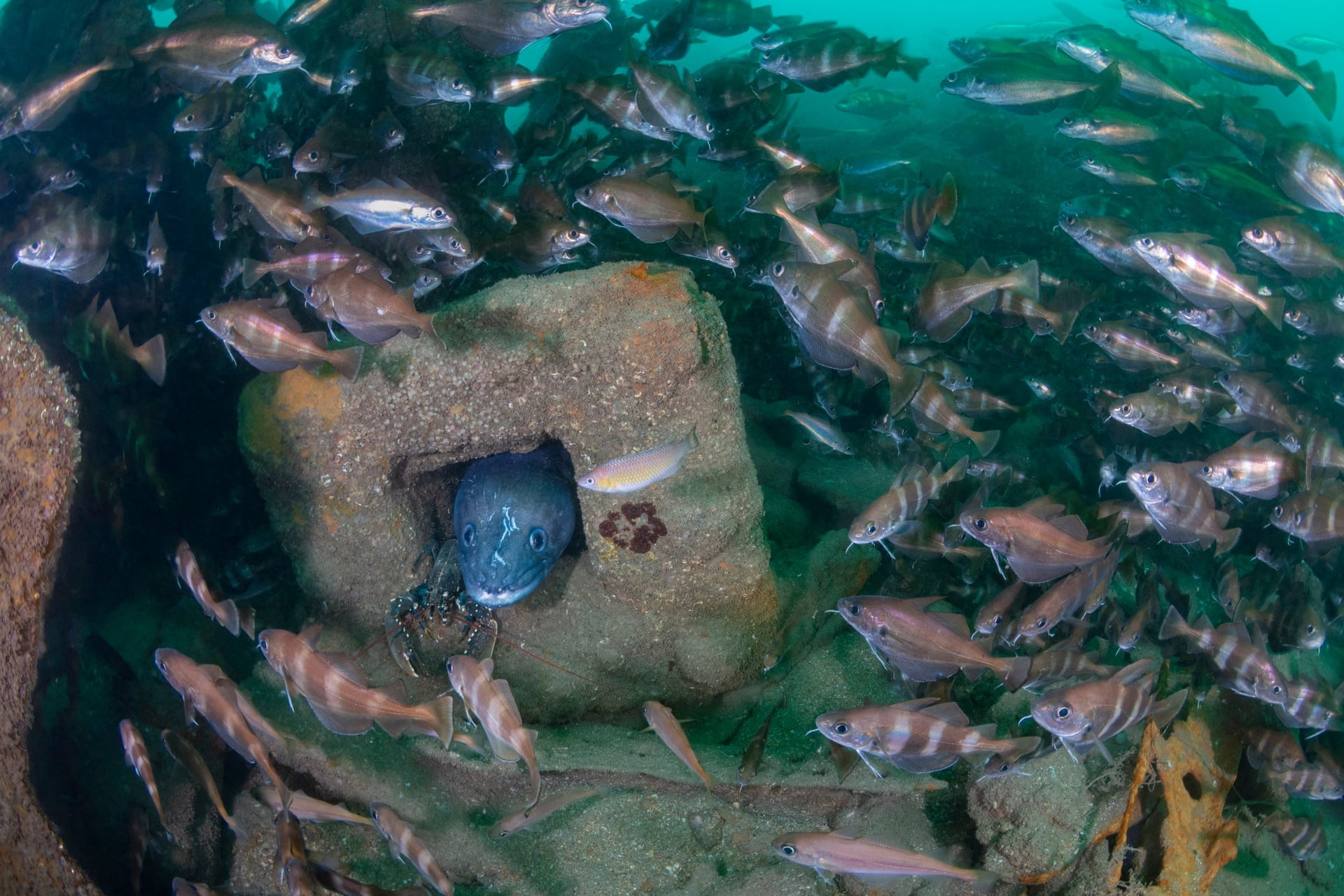Khung cảnh đầy sức sống tại xác tàu đắm SS Baygitano ngoài khơi Lyme Regis, Dorset (Anh). (Ảnh: Kirsty Andrews, Anh)