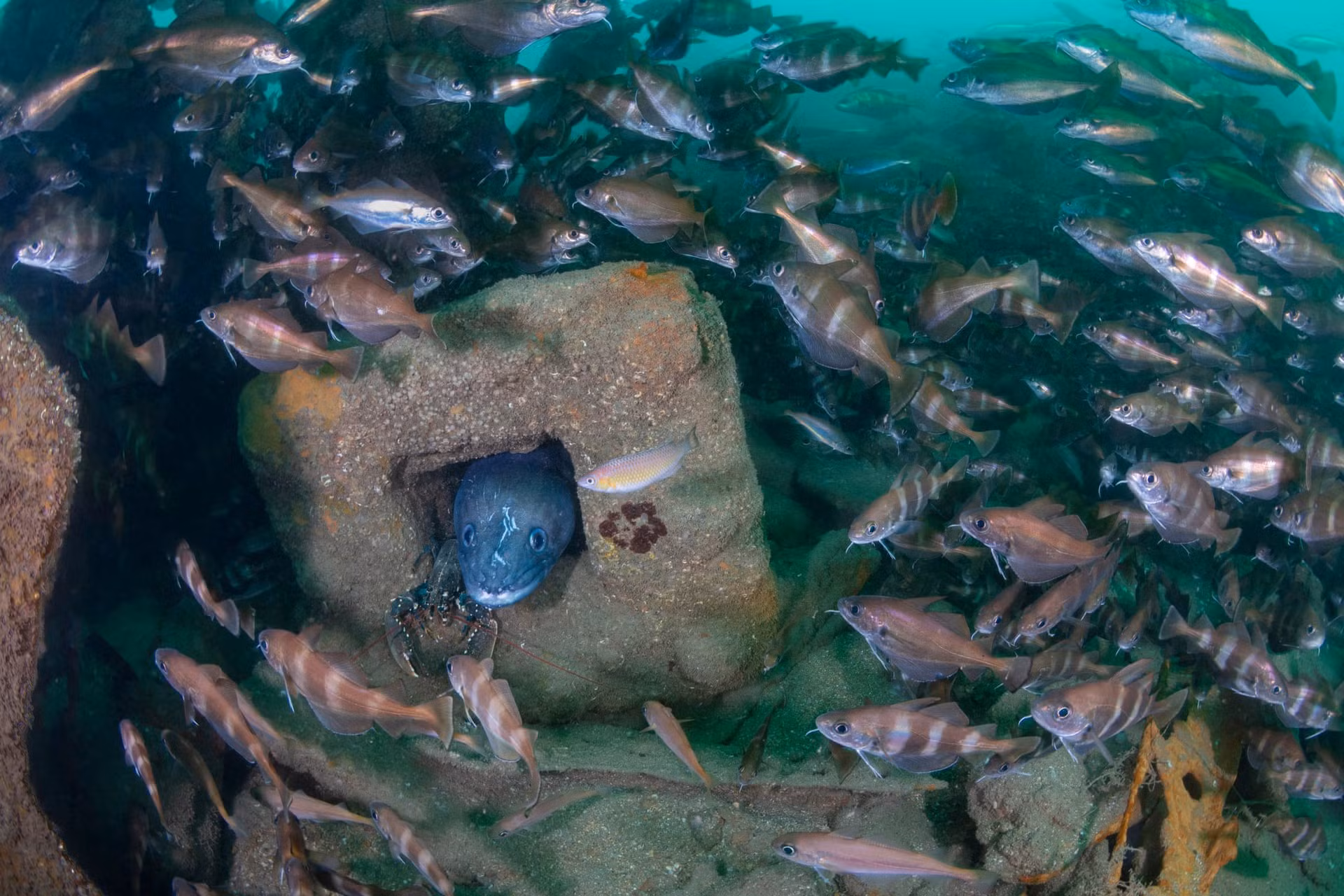Khung cảnh đầy sức sống tại xác tàu đắm SS Baygitano ngoài khơi Lyme Regis, Dorset (Anh). (Ảnh: Kirsty Andrews, Anh)