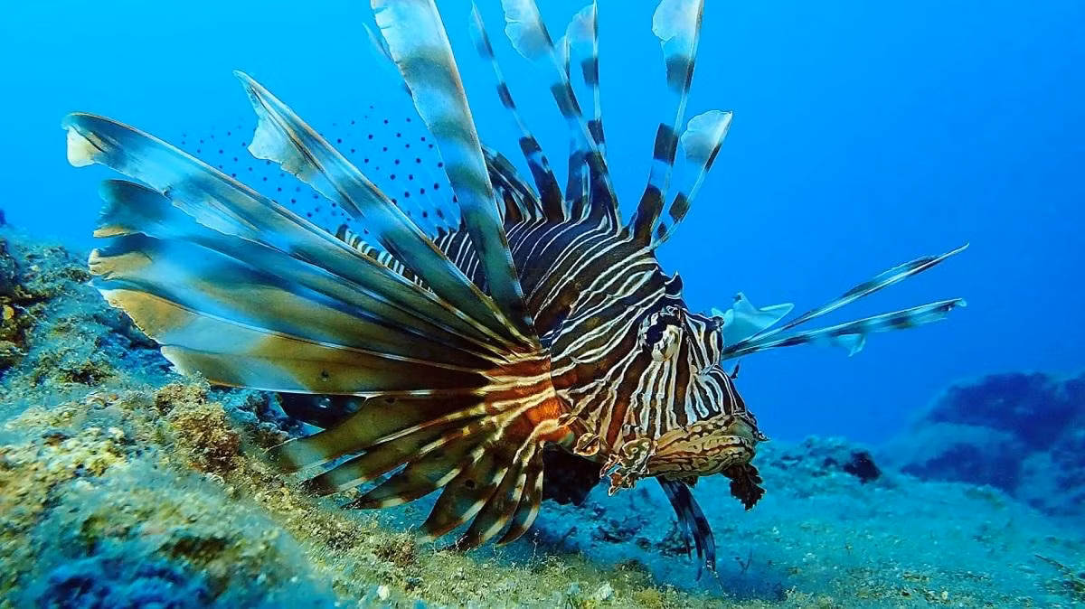 Vẻ đẹp thiên nhiên hoang dã qua ống kính nhiếp ảnh