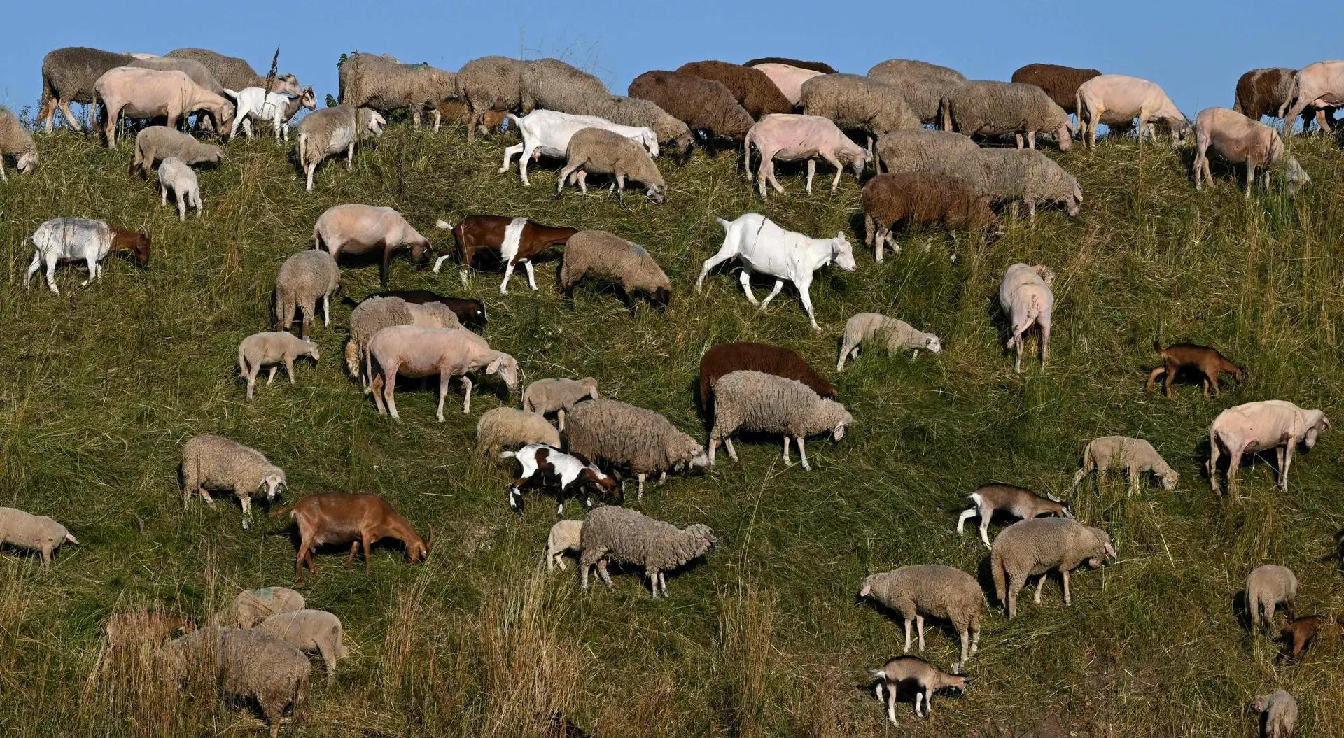Đàn cừu và dê gặm cỏ trên một ngọn đồi nhỏ ở Gröbenzell, bang Bavaria, Đức. (Ảnh: AFP/Getty Images)
