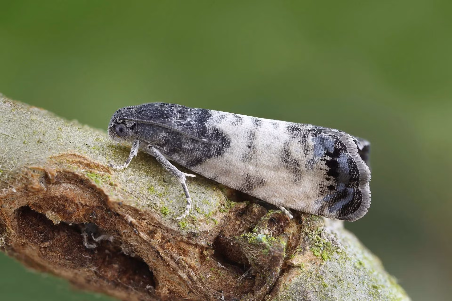 Bướm đêm Cydia servillana đậu trên cây tầm ma ở khu bảo tồn động vật hoang dã Cathkin Marsh ở Glasgow, xứ Scotland, Vương quốc Anh. (Ảnh: Scottish Wildlife Trust/PA)