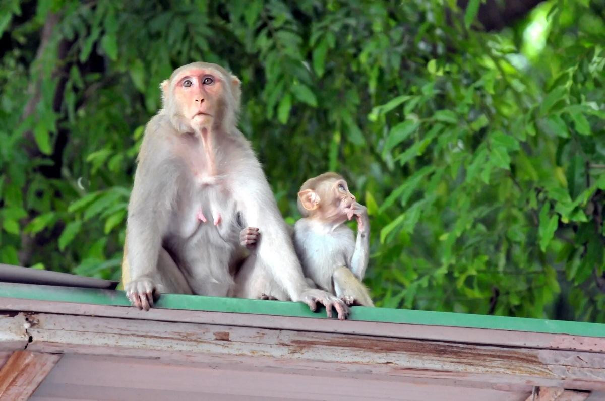 Gia đình khỉ ở New Delhi, Ấn Độ. (Ảnh: ZUMA Press Wire/REX/Shutterstock) Gia đình khỉ ở New Delhi, Ấn Độ. (Ảnh: ZUMA Press Wire/REX/Shutterstock)
