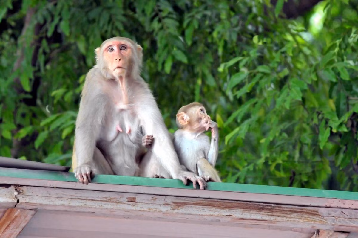 Gia đình khỉ ở New Delhi, Ấn Độ. (Ảnh: ZUMA Press Wire/REX/Shutterstock)