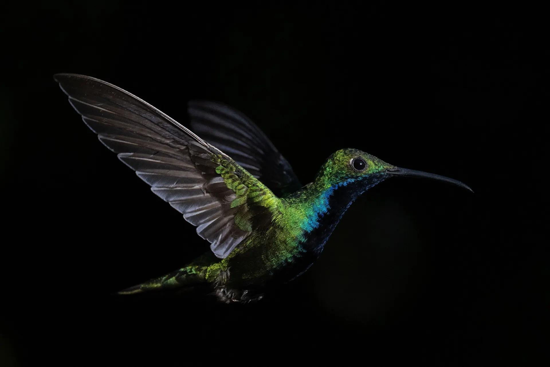 Chim ruồi trong một khu vườn ở Caracas, Venezuela. (Nguồn: AFP/Getty Images) Chim ruồi trong một khu vườn ở Caracas, Venezuela. (Nguồn: AFP/Getty Images)