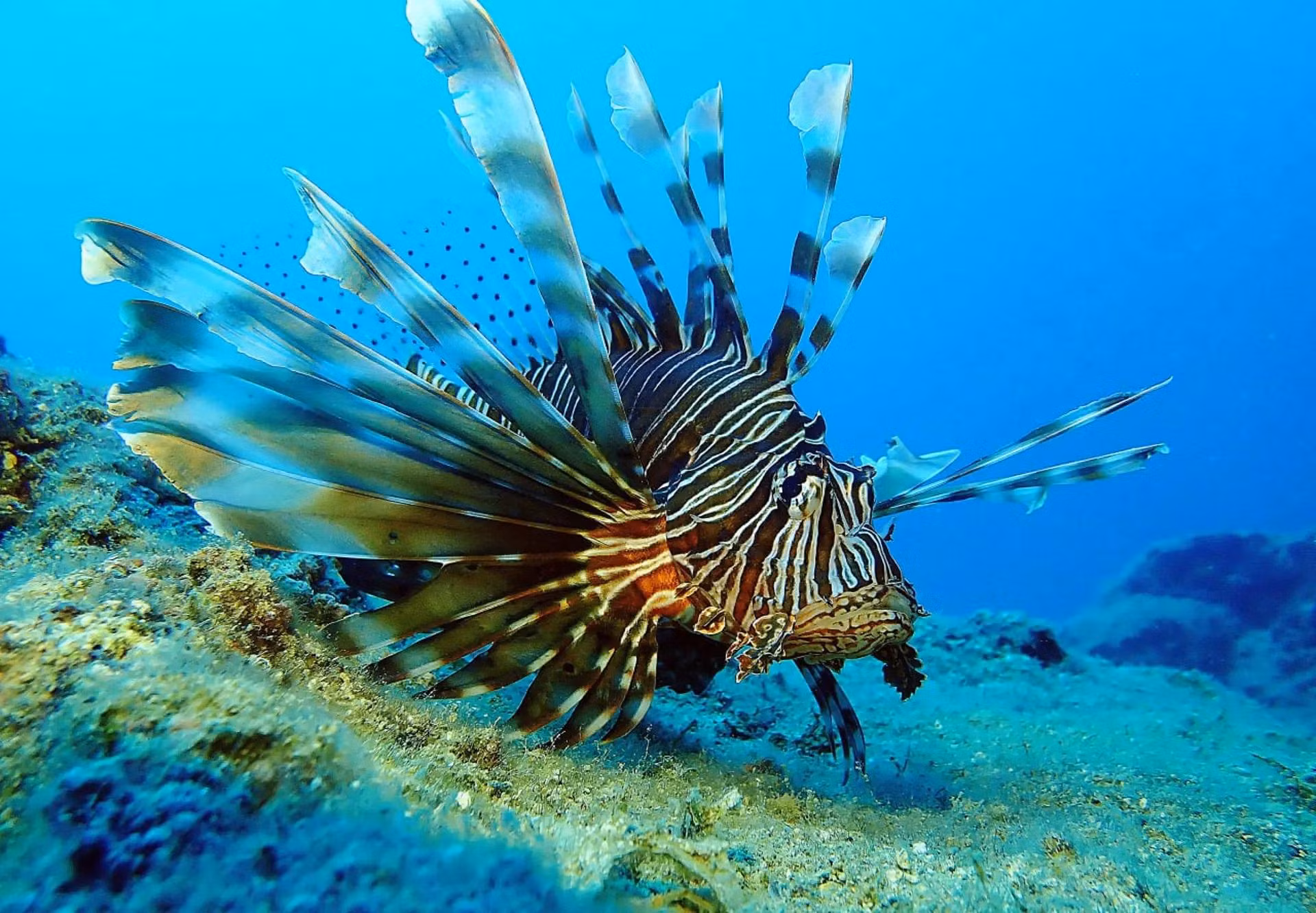 Một con cá sư tử ngoài khơi thành phố cổ Korykos ở Mersin, Thổ Nhĩ Kỳ. (Ảnh: Anadolu Agency/Getty Images)