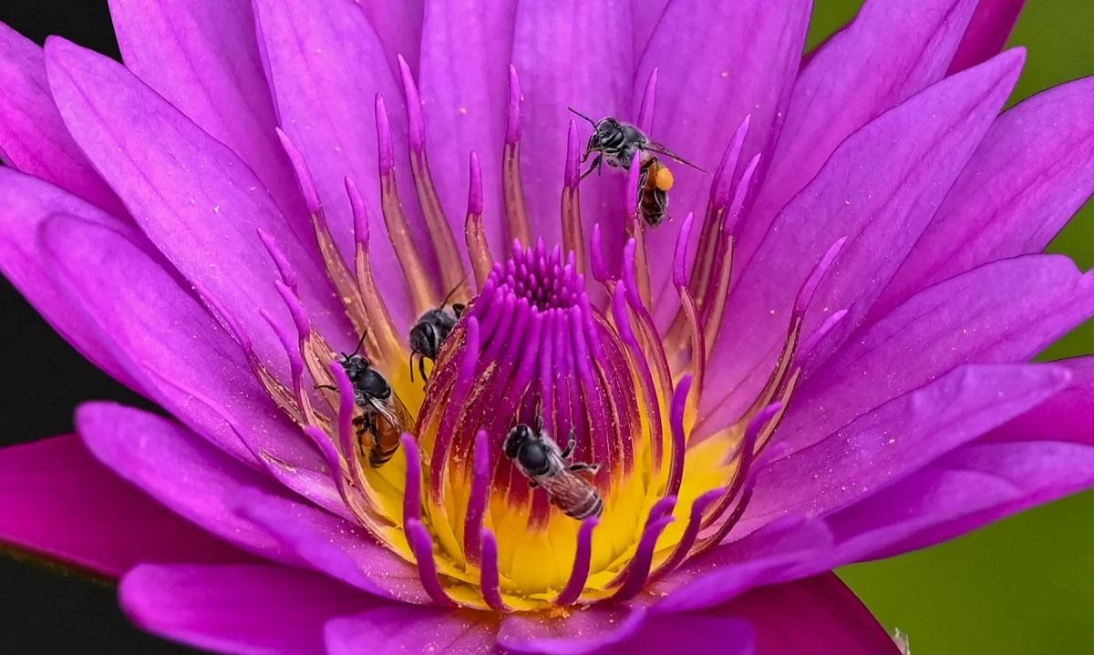 Những con ong đang thu thập mật hoa súng trên mặt ao ở Singapore. (Ảnh: AFP/Getty Images) Những con ong đang thu thập mật hoa súng trên mặt ao ở Singapore. (Ảnh: AFP/Getty Images)