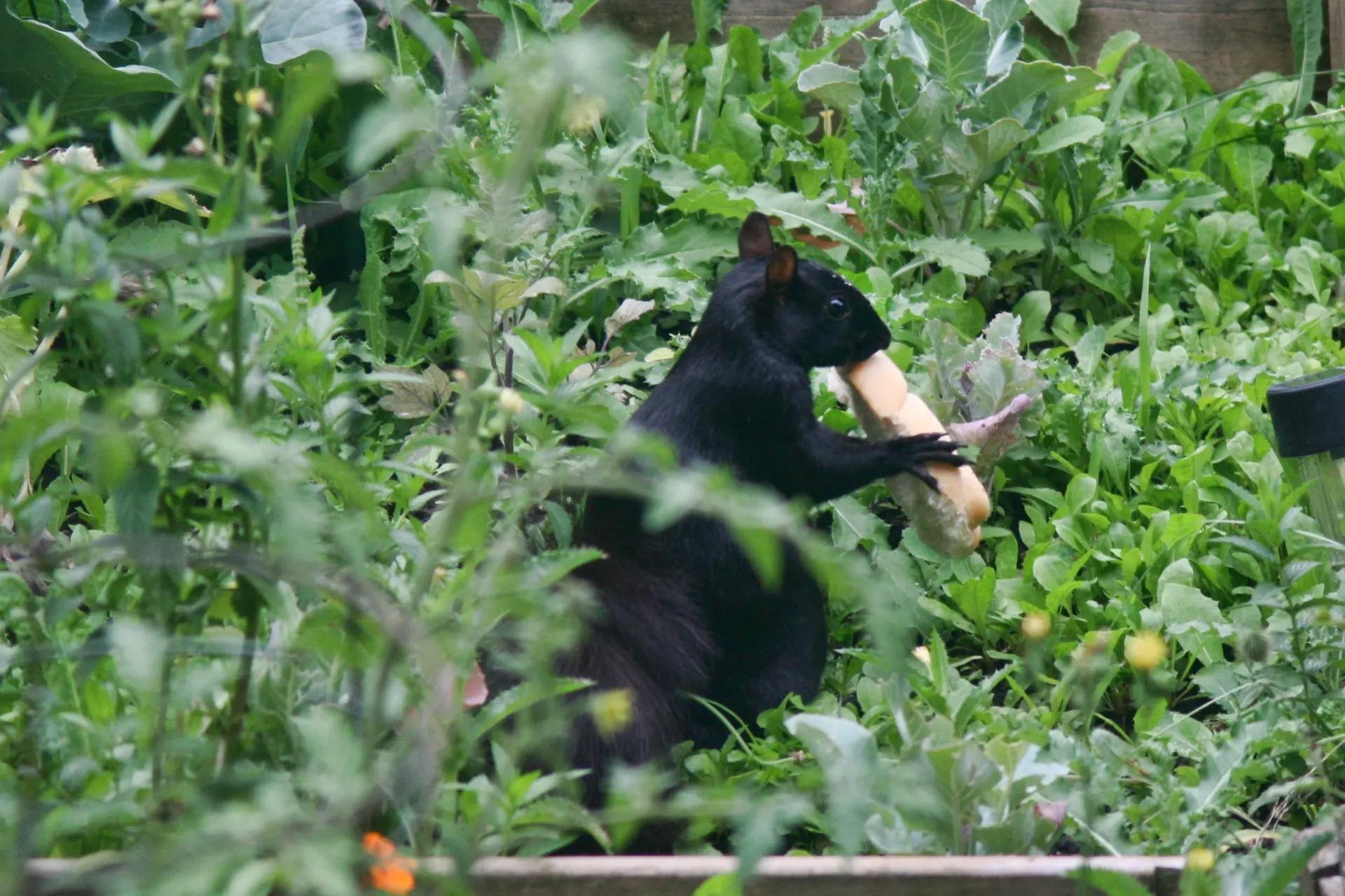 Chú sóc đen (Sciurus carolinensis) đang thưởng thức mẩu bánh mì ở Toronto, Canada. (Ảnh: NurPhoto/Rex/Shutterstock)