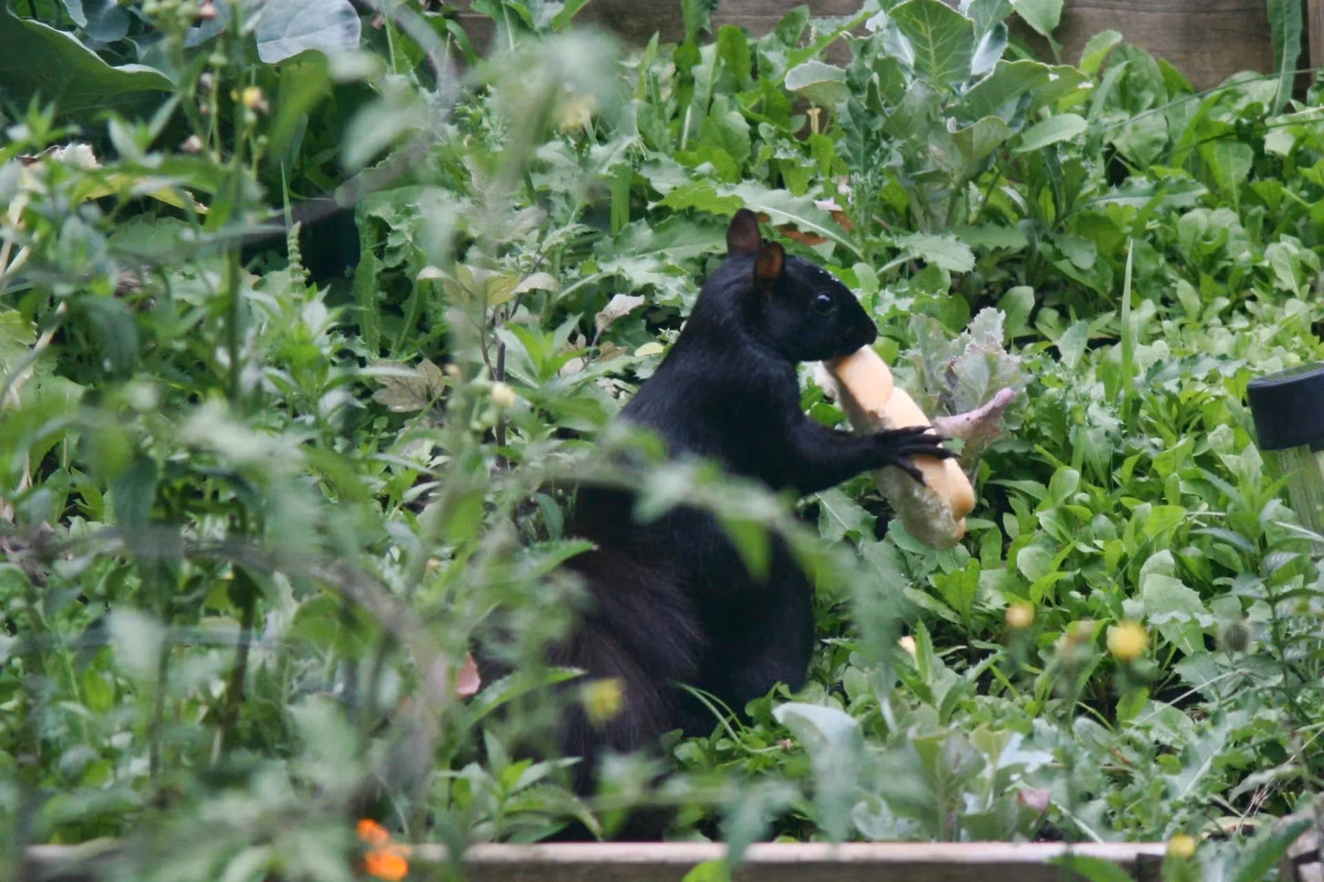 Chú sóc đen (Sciurus carolinensis) đang thưởng thức mẩu bánh mì ở Toronto, Canada. (Ảnh: NurPhoto/Rex/Shutterstock)