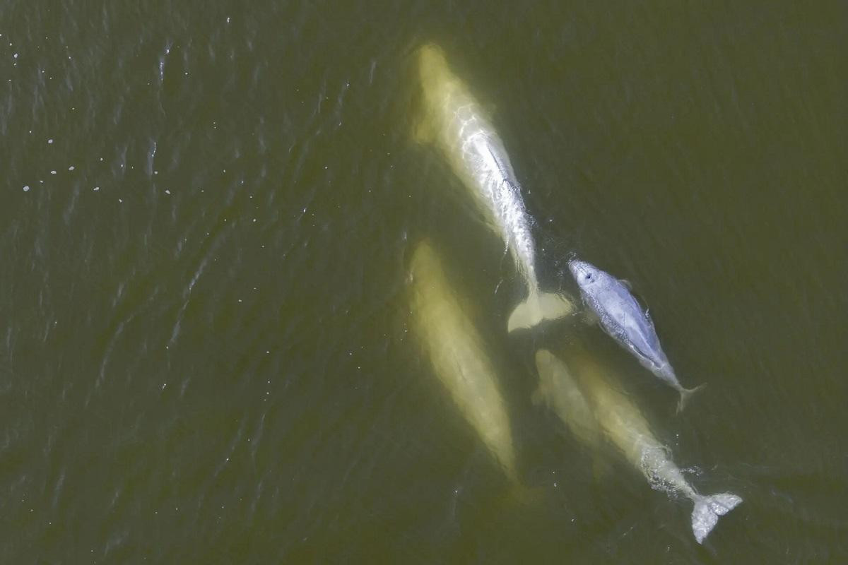 Đàn cá voi beluga kiếm ăn trên sông Churchill gần vịnh Hudson, Canada. (Ảnh: AFP/Getty Images) Đàn cá voi beluga kiếm ăn trên sông Churchill gần vịnh Hudson, Canada. (Ảnh: AFP/Getty Images)