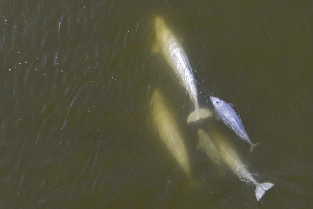 Đàn cá voi beluga kiếm ăn trên sông Churchill gần vịnh Hudson, Canada. (Ảnh: AFP/Getty Images)