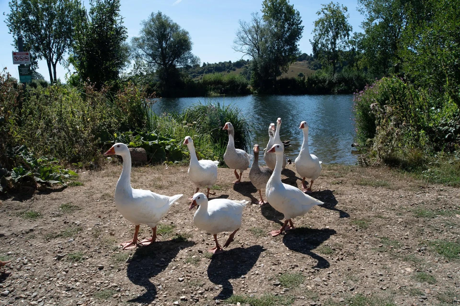 Đàn ngỗng ra khỏi sông Thames ở Bourne End, Buckinghamshire, để tìm kiếm thức ăn. (Ảnh: Rex/Shutterstock)