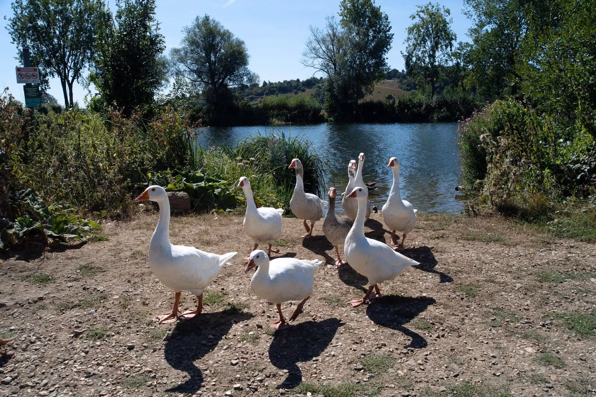 Đàn ngỗng ra khỏi sông Thames ở Bourne End, Buckinghamshire, để tìm kiếm thức ăn. (Ảnh: Rex/Shutterstock)