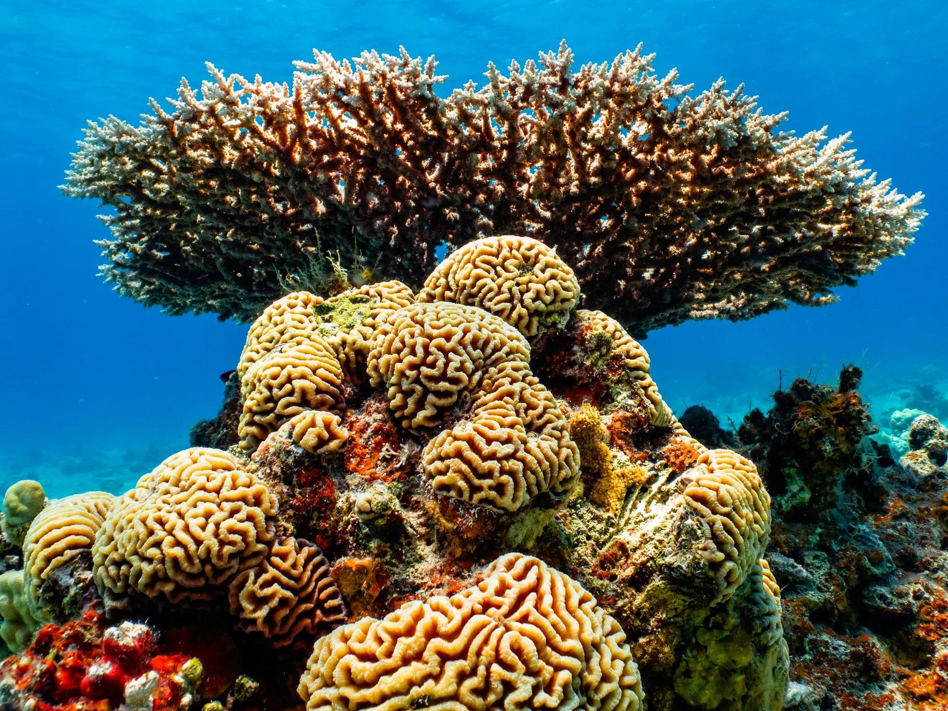 Cấu trúc san hô của loài acropora và platygyra tại khu bảo tồn thiên nhiên Eilat ở Israel. Bất chấp nhiệt độ nước biển ở Vịnh Aqaba tăng nhanh hơn tốc độ tăng nhiệt độ trung bình toàn cầu, rạn san hô ở phía bắc của Biển Đỏ vẫn cho thấy khả năng chống lại tác động của hiện tượng Trái đất nóng lên một cách đáng kể. Các nhà khoa học đang cố gắng tìm hiểu khả năng sinh học của những loài san hô này với hy vọng có thể giúp ích cho các rạn san hô ở những khu vực khác. (Nguồn: Getty Images) Cấu trúc san hô của loài acropora và platygyra tại khu bảo tồn thiên nhiên Eilat ở Israel. Bất chấp nhiệt độ nước biển ở Vịnh Aqaba tăng nhanh hơn tốc độ tăng nhiệt độ trung bình toàn cầu, rạn san hô ở phía bắc của Biển Đỏ vẫn cho thấy khả năng chống lại tác động của hiện tượng Trái đất nóng lên một cách đáng kể. Các nhà khoa học đang cố gắng tìm hiểu khả năng sinh học của những loài san hô này với hy vọng có thể giúp ích cho các rạn san hô ở những khu vực khác. (Nguồn: Getty Images)