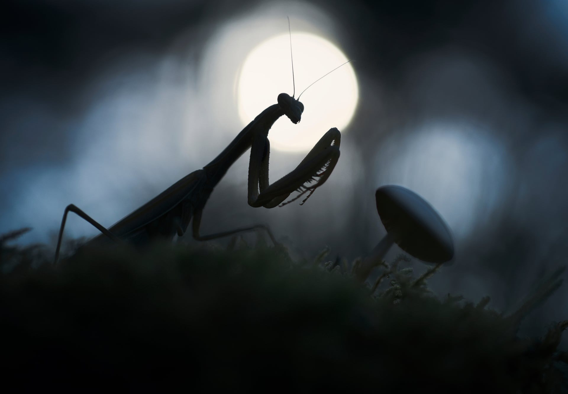 Giải bạc hạng mục “Hành vi - Động vật không xương sống” - Tác phẩm “Ngọn đồi không yên lặng”, chụp ở Servia, Hy Lạp (Tác giả: Panagiotis Dalagiorgos)