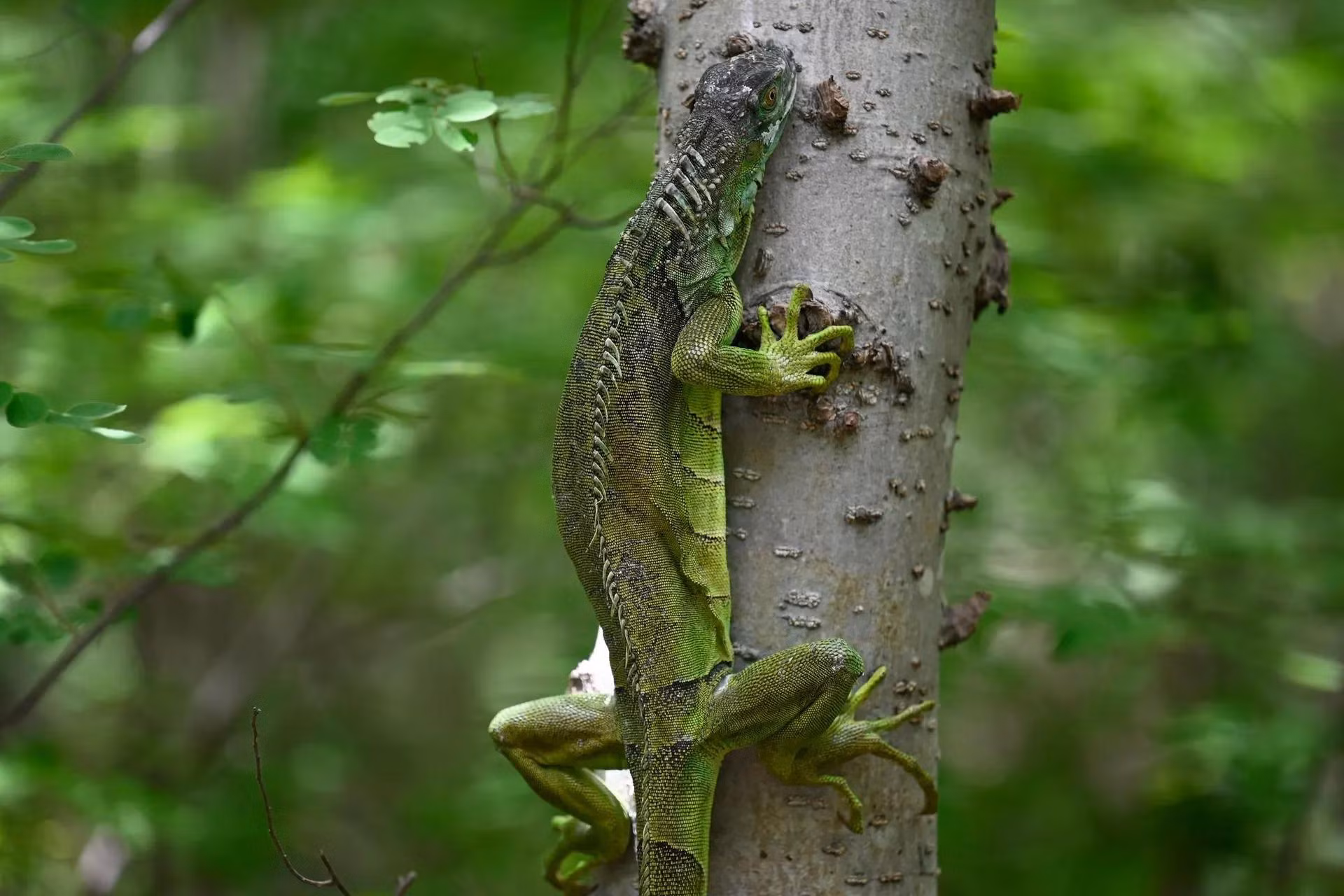 Một con kỳ nhông tại công viên Nino Dormido ở Cabanas, Guatemala. (Ảnh: AFP/Getty Images)