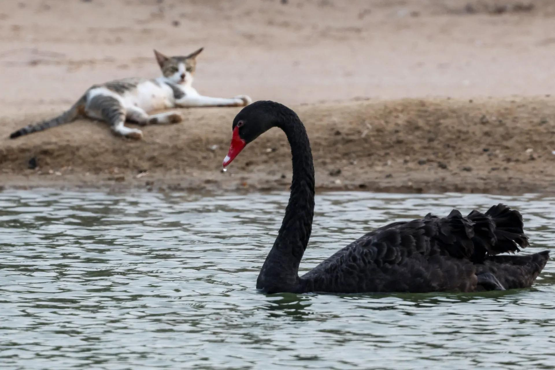Một con thiên nga đen (Cygnus atratus) bơi trên sông al-Qudra ở Dubai, Các Tiểu vương quốc Ả Rập Thống nhất (UAE). (Ảnh: AFP/Getty Images)