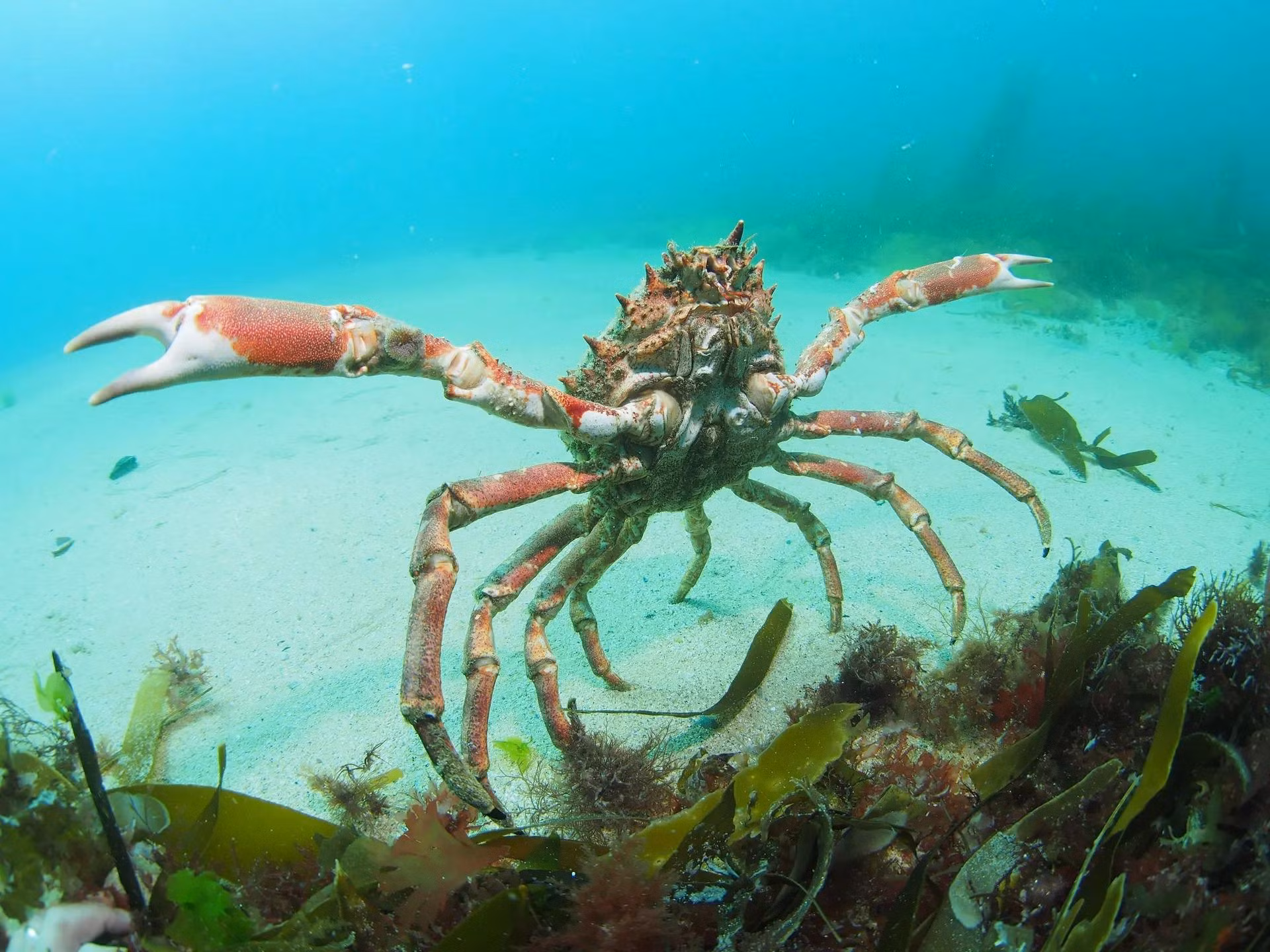 Một con cua nhện ở Cornwall, vùng England, Vương quốc Anh. Hàng nghìn con cua nhện đã tràn lên các bãi biển ở Cornwall khi nhiệt độ nước biển tăng cao do tác động của cuộc khủng hoảng khí hậu. (Ảnh: Cornwall Wildlife Trust)