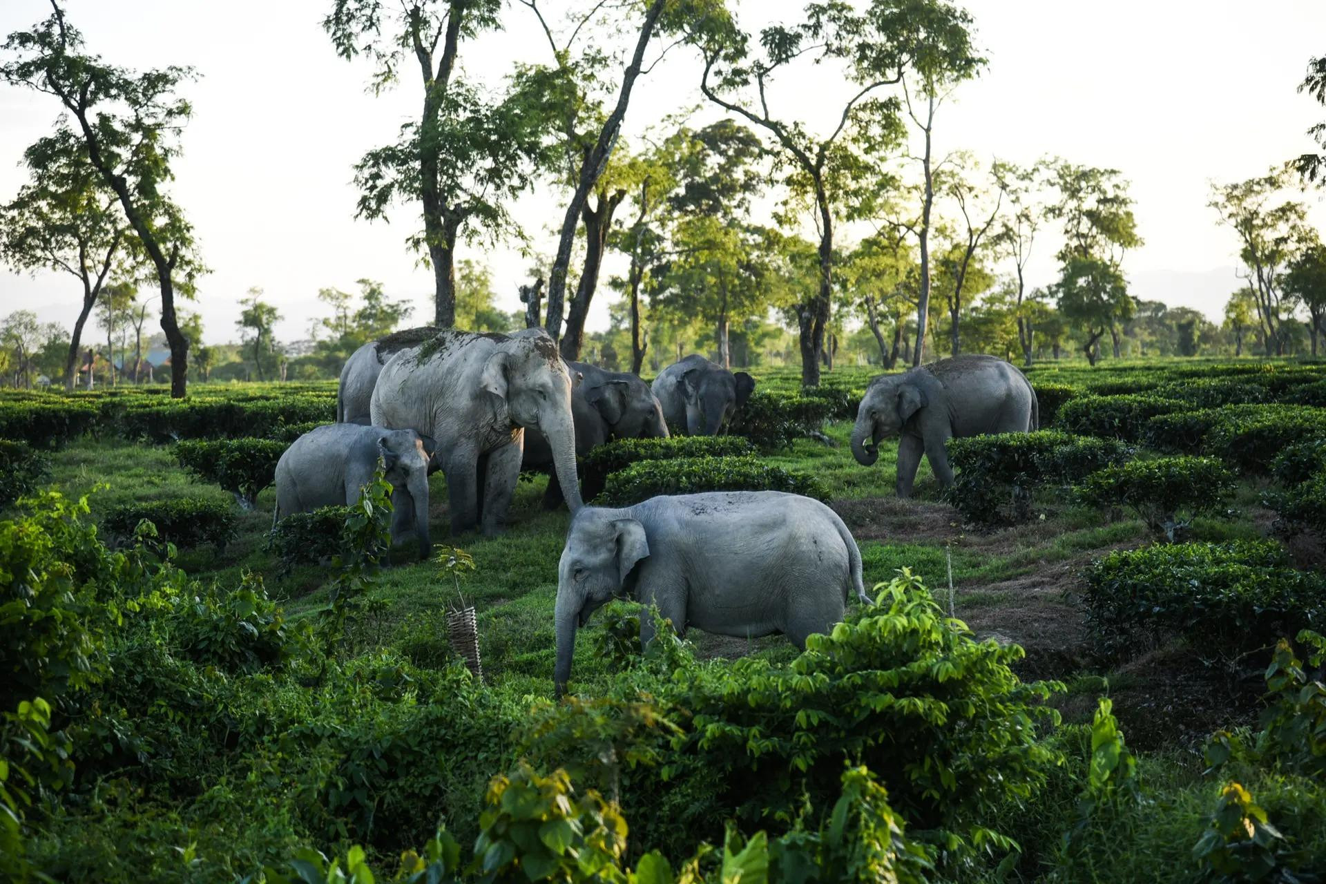 Đàn voi hoang dã gặm cỏ trong 1 trang trại trồng chè ở bang Assam, phía đông bắc Ấn Độ. Assam là bang có số lượng voi nhiều thứ hai ở quốc gia Nam Á này. (Ảnh: Anadolu/Getty Images)