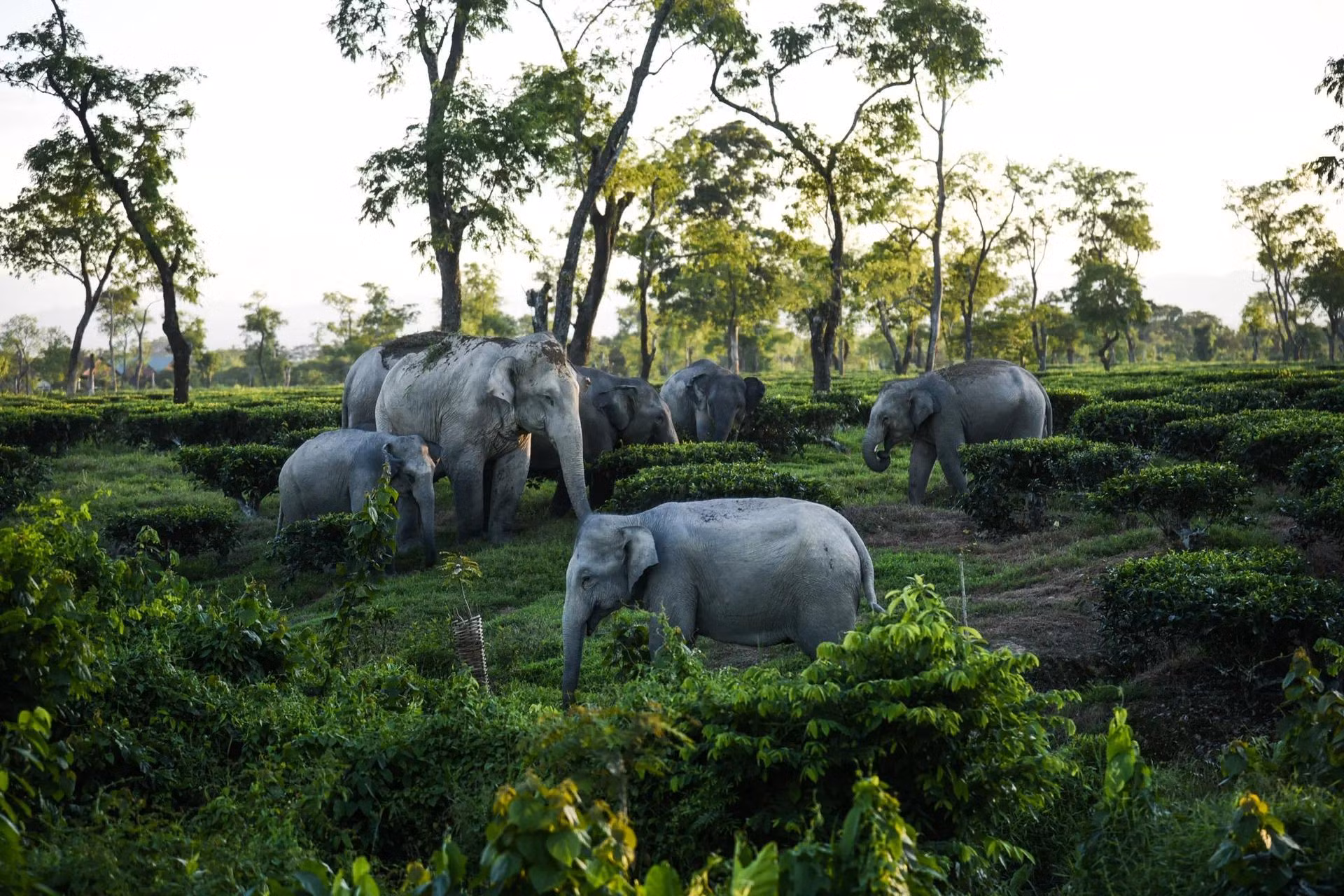 Đàn voi hoang dã gặm cỏ trong 1 trang trại trồng chè ở bang Assam, phía đông bắc Ấn Độ. Assam là bang có số lượng voi nhiều thứ hai ở quốc gia Nam Á này. (Ảnh: Anadolu/Getty Images)