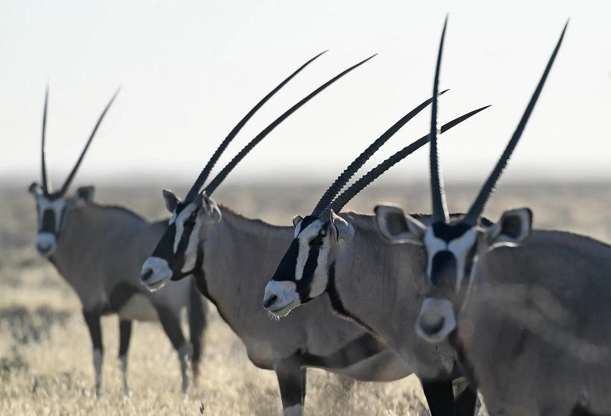 Linh dương Nam Phi ở Vườn quốc gia Etosha, Namibia. (Ảnh: Xinhua/REX/Shutterstock) Linh dương Nam Phi ở Vườn quốc gia Etosha, Namibia. (Ảnh: Xinhua/REX/Shutterstock)