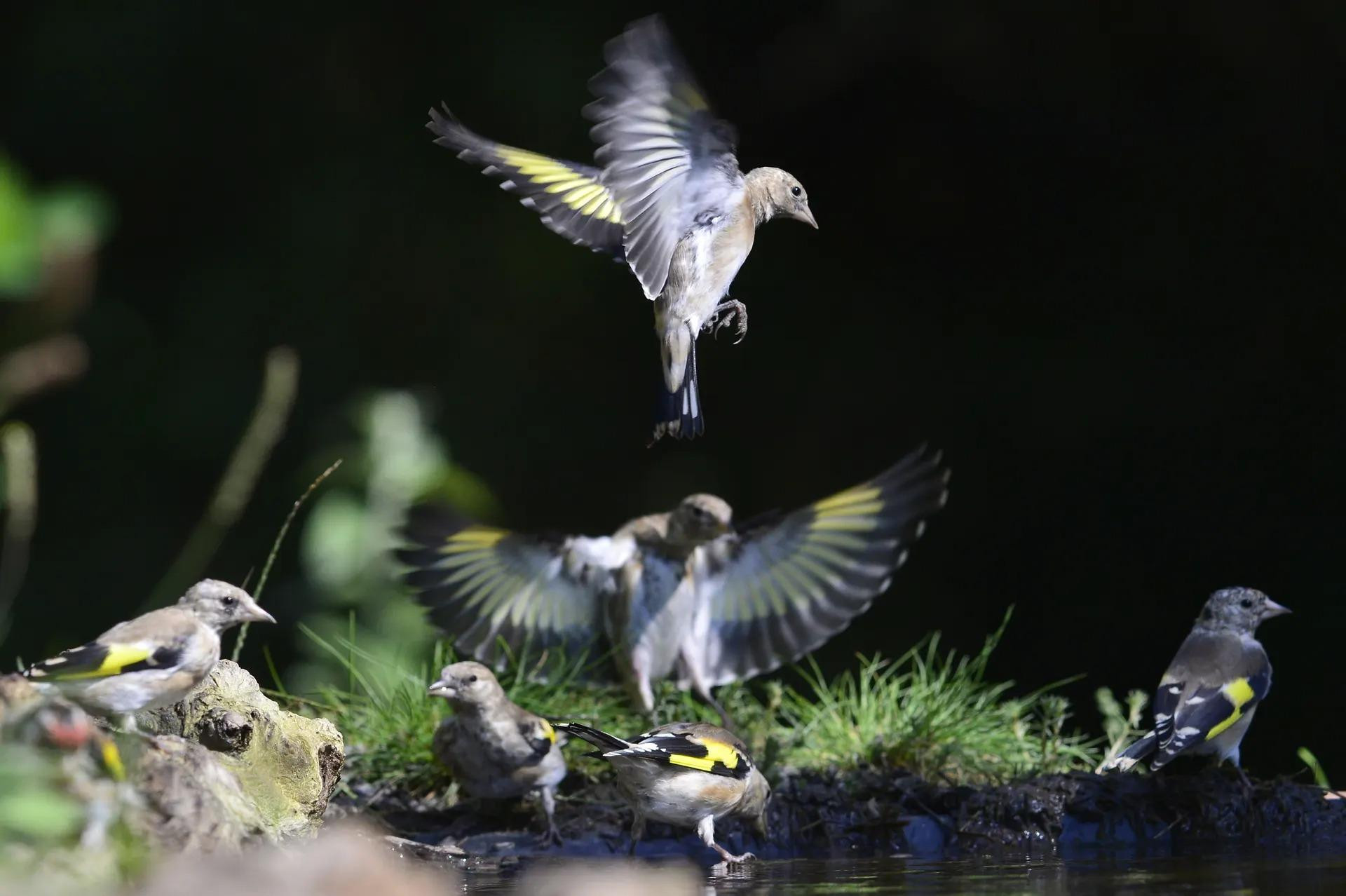 Những chú chim vàng anh tụ tập bên bờ ao ở Tiszaalpar, Hungary. (Ảnh: EPA)