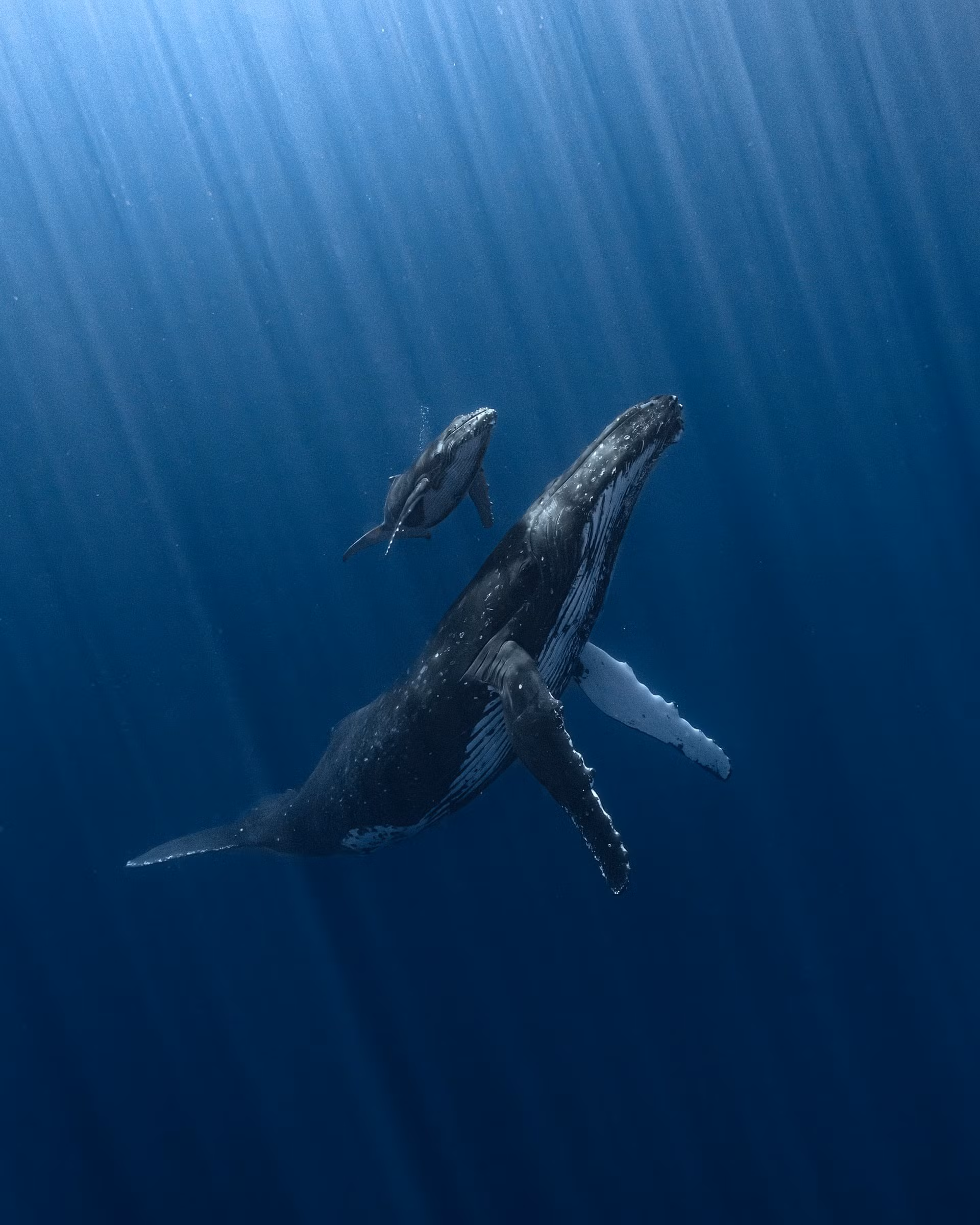 Bức ảnh thể hiện tình mẫu tử giữa cá voi lưng gù mẹ và con non mới sinh tại quần đảo Polynesia thuộc Pháp. (Ảnh: Alvaro Herrero, Tây Ban Nha)