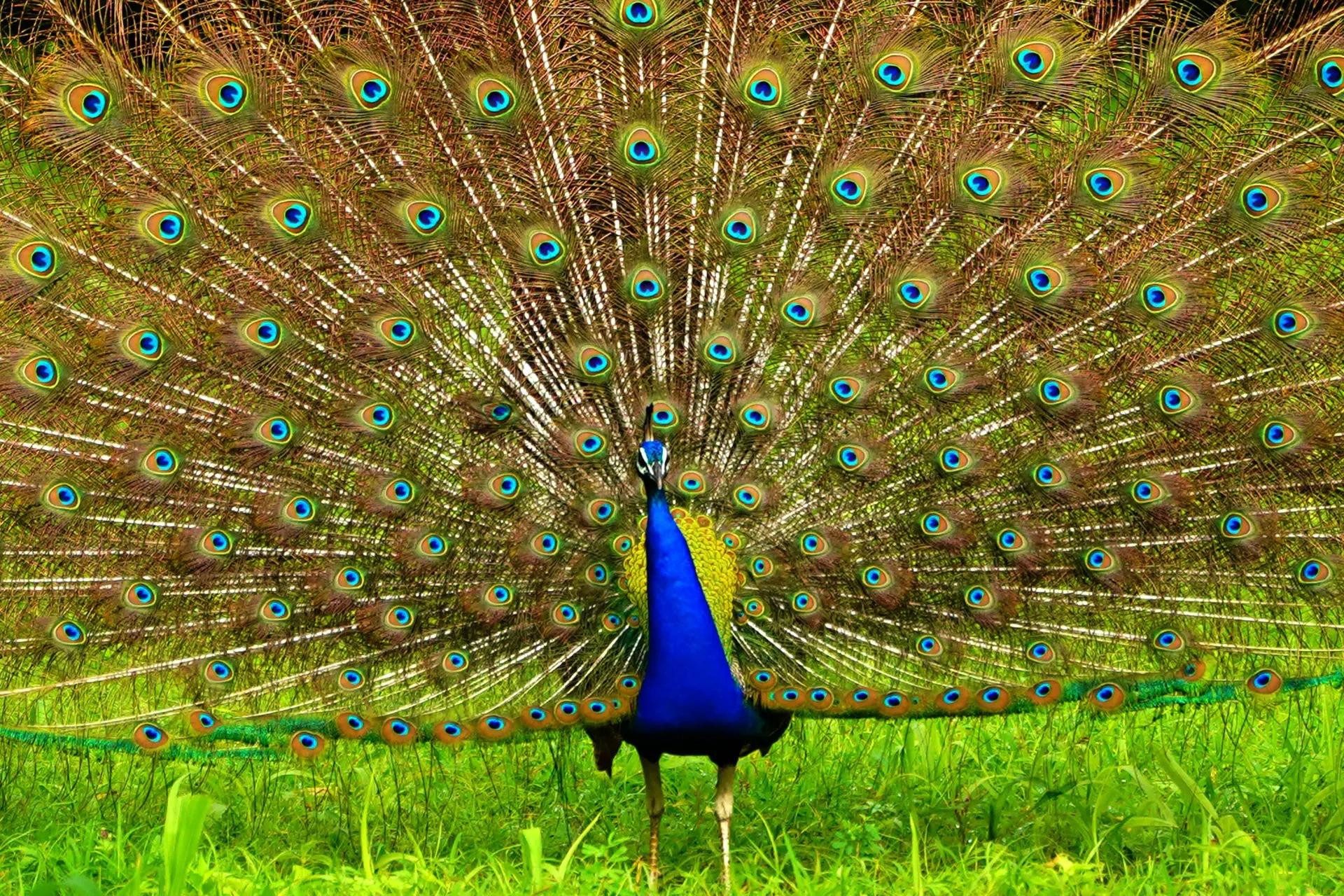 Chú chim công xòe đuôi ở ngoại ô thành phố Pushkar, bang Rajasthan, Ấn Độ. (Ảnh: Rex/Shutterstock)