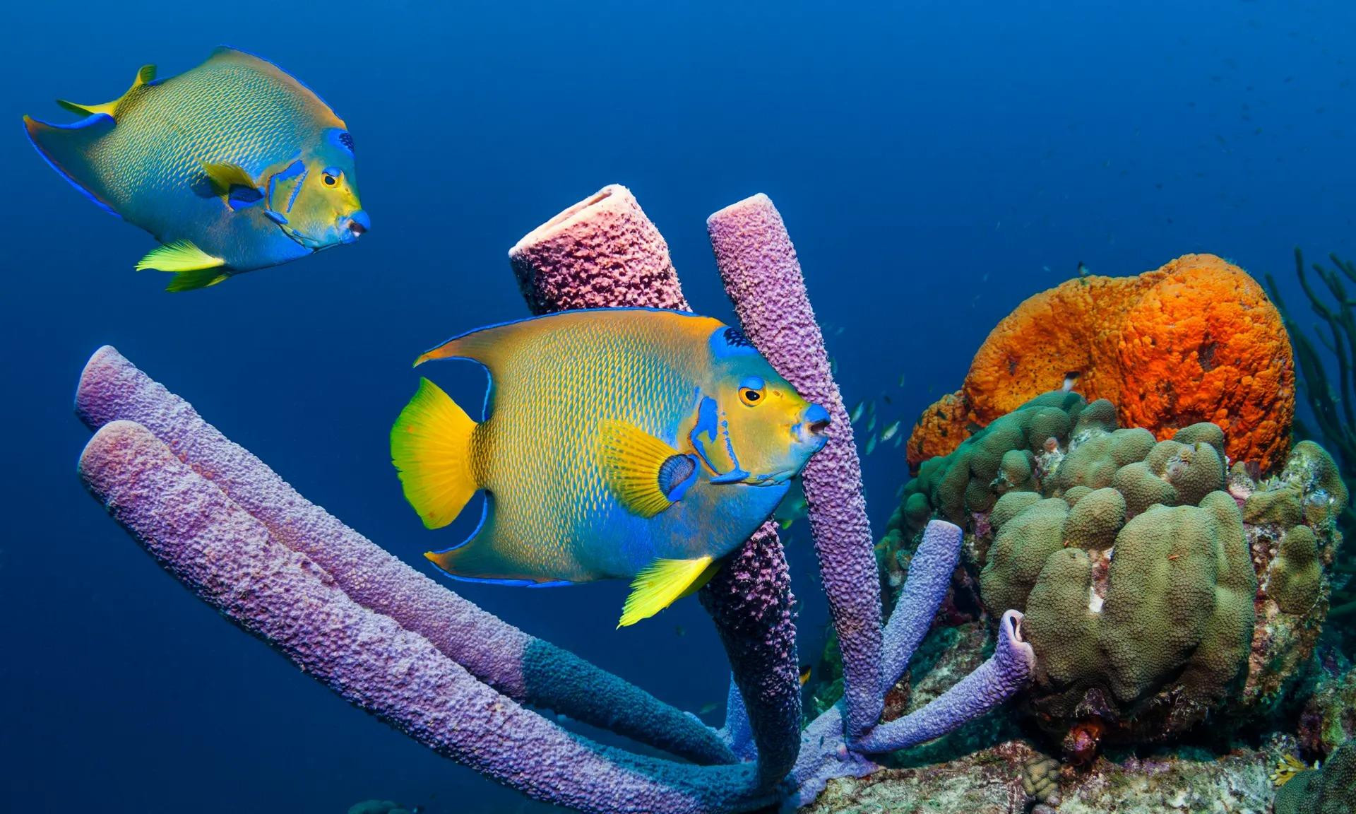 Cá thiên thần nữ hoàng (Holacanthus ciliaris) bơi quanh rạn san hô ở ngoài khơi quần đảo Antilles. (Ảnh: Getty Images)