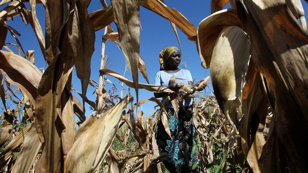 Sự trở lại của El Nino có nguy cơ gây ra các đợt hạn hán kỷ lục, đe dọa mùa màng và an ninh lương thực ở nhiều nơi trên thế giới. (Ảnh minh họa: Getty Images)