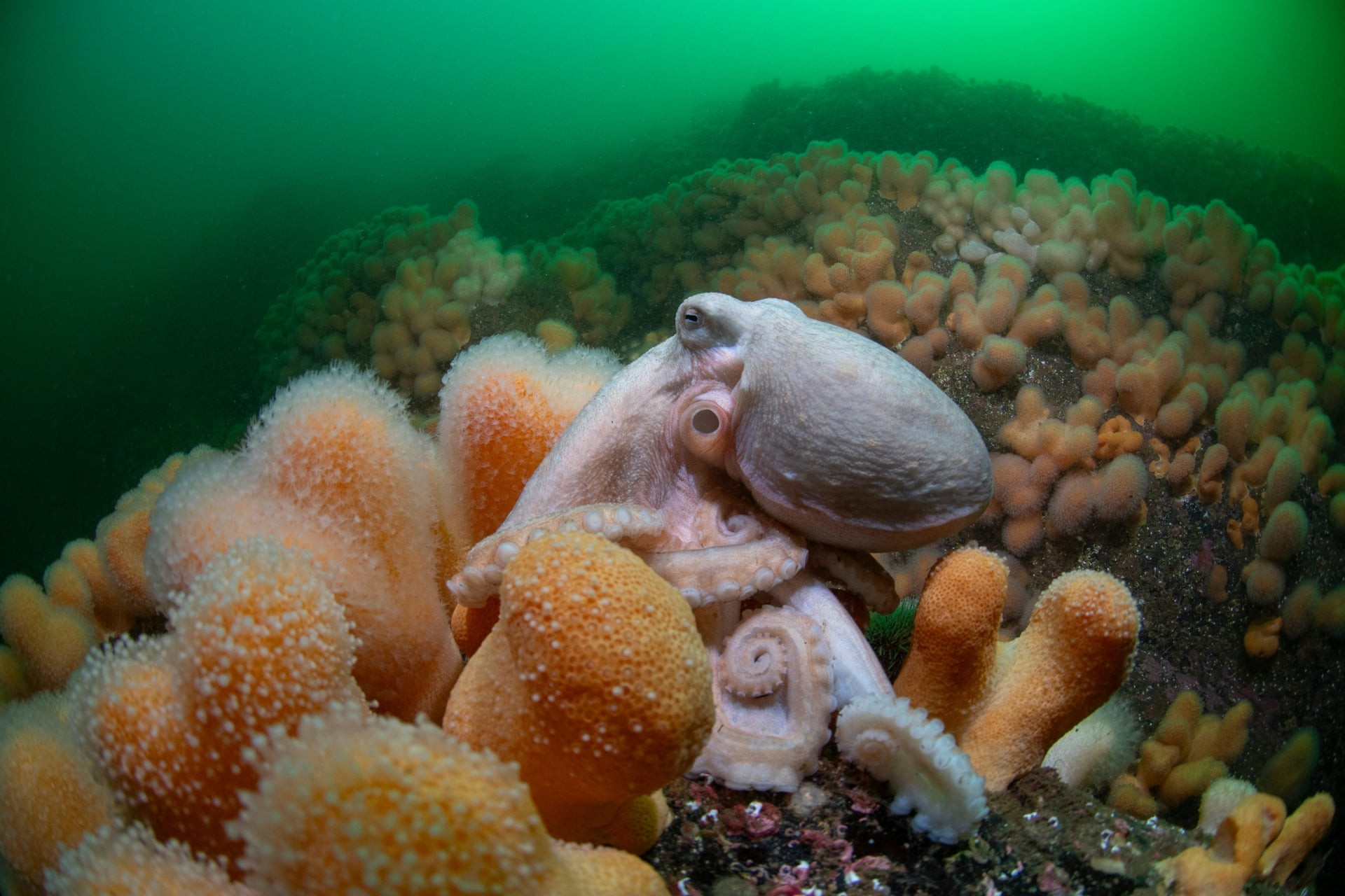 Một con bạch tuộc cuộn mình bên những nhánh san hô mềm mại trong vùng biển nước Anh. (Ảnh: Simon Temple, Anh)