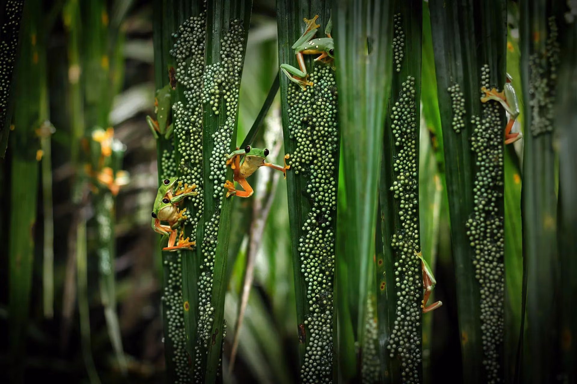 Tác phẩm “Bữa tiệc của ếch cây” (chụp ở bán đảo Osa, Costa Rica) của tác giả Brandon Guell được đánh giá cao ở hạng mục “Hành vi: Động vật lưỡng cư và bò sát” trong khuôn khổ cuộc thi “Nhiếp ảnh gia Động vật hoang dã của năm”, do Bảo tàng Lịch sử tự nhiên ở London, Vương quốc Anh tổ chức. Lễ trao giải năm nay sẽ được tổ chức vào ngày 11/10 tới. (Ảnh: PA)