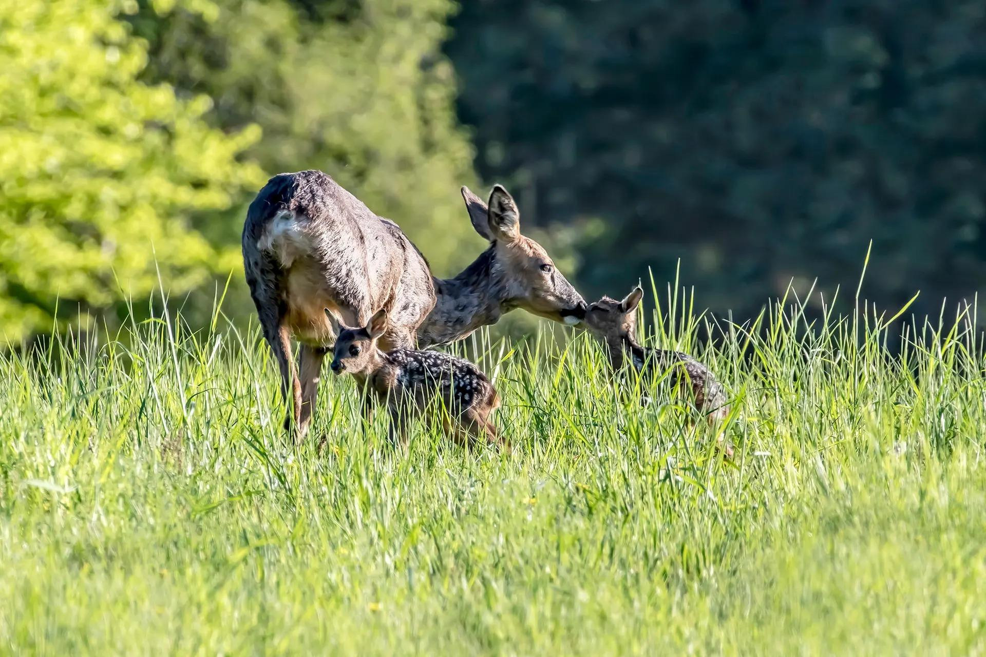 Ba mẹ con nhà hươu Roe ở Scotland, Vương quốc Anh. (Ảnh: PA)