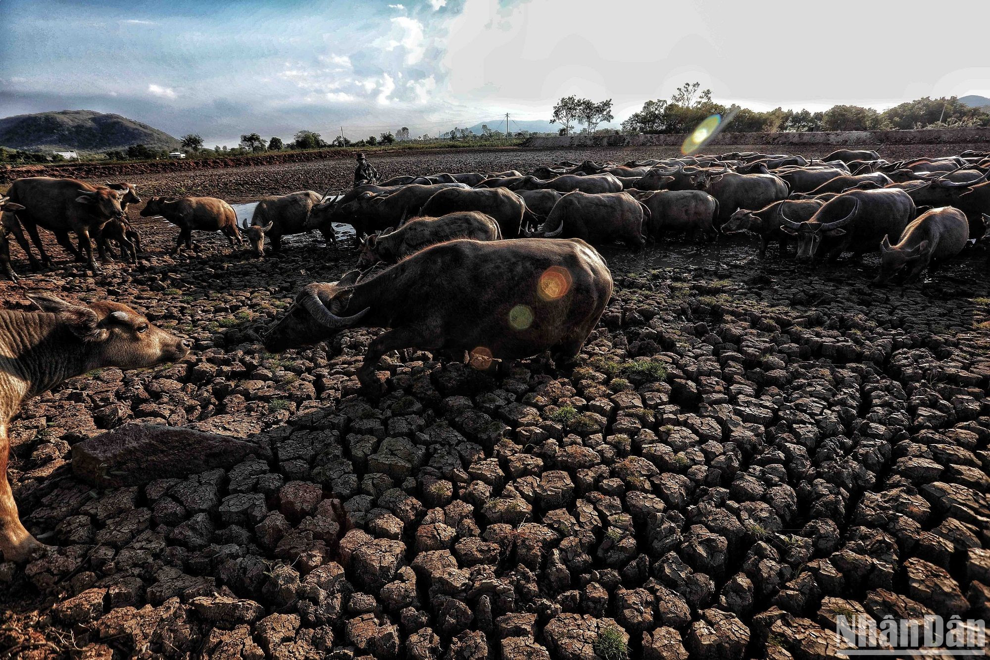 Nguy cơ cao xảy ra khô hạn cục bộ, hoặc diện rộng ở những nơi có nhu cầu dùng nước nhiều cho sản xuất và sinh hoạt, trong các tháng mùa khô năm 2023. (Ảnh: THÀNH ĐẠT)