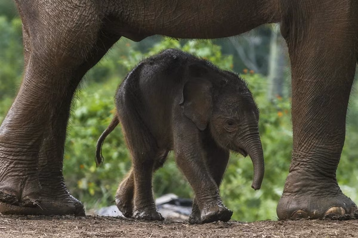 Chú voi Sumatra con 4 ngày tuổi chơi đùa cùng mẹ dưới sự giám sát của bác sĩ thú y tại Trung tâm Bảo tồn Lembah Hijau ở Bandar Lampung, Indonesia. (Ảnh: Anadolu Agency/Getty Images)