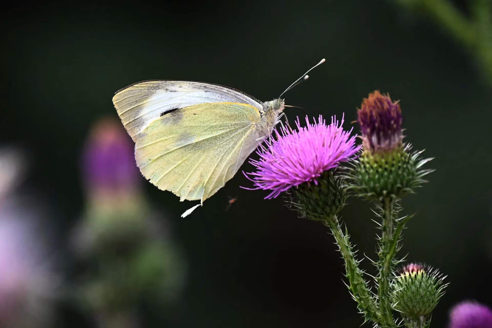 Một con bướm trắng bắp cải (pháp danh khoa học là Pieris rapae) đậu trên bông hoa kế ở Niederaussem, Đức. (Ảnh: AFP/Getty Images)