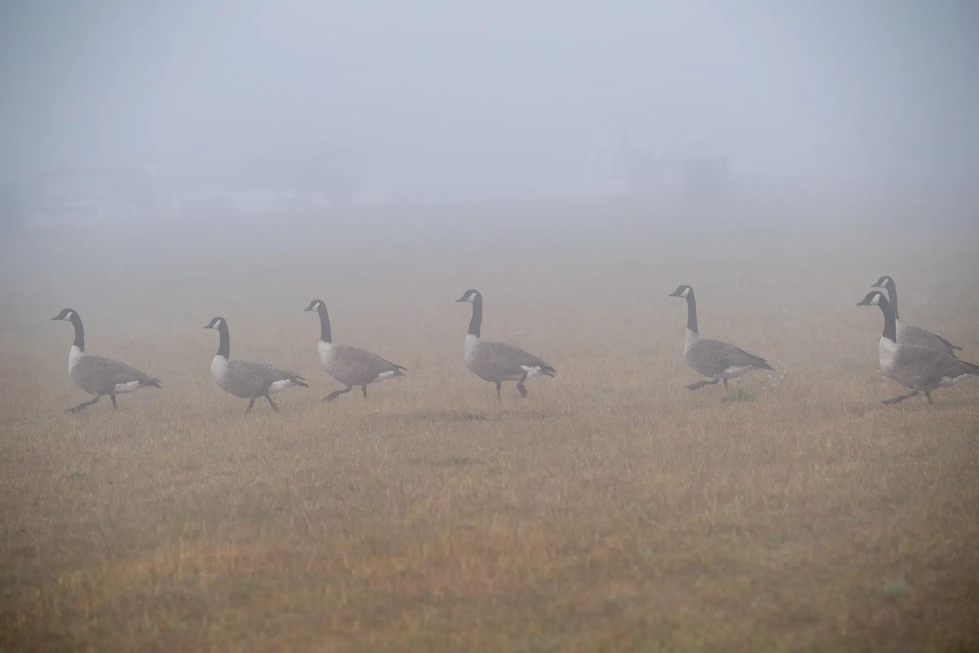 Những chú ngỗng Canada nối đuôi nhau dạo chơi trên đồng cỏ Brocas ở Eton, Vương quốc Anh. (Ảnh: Rex/Shutterstock)
