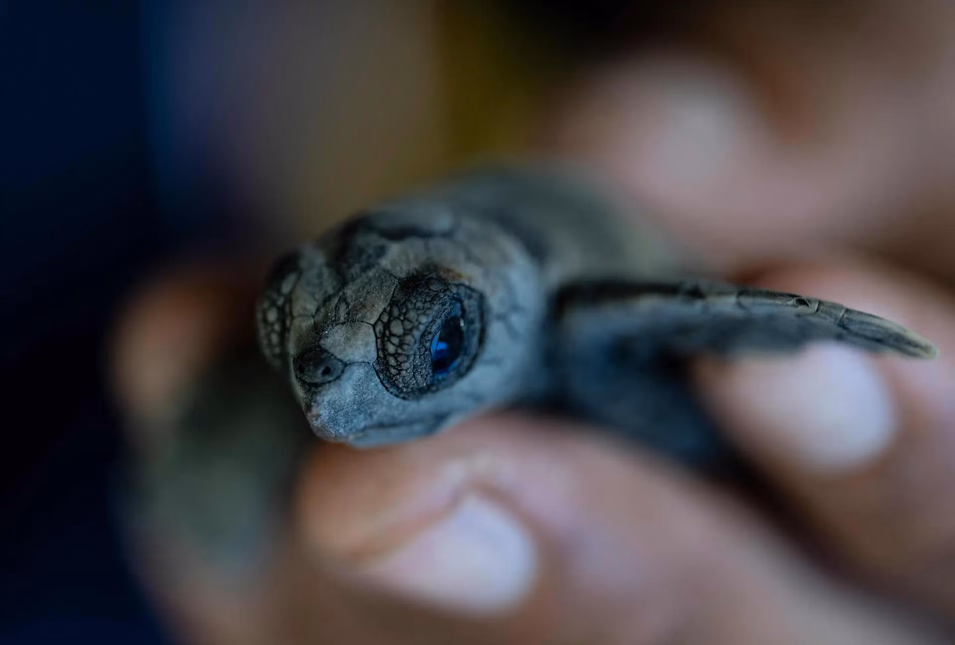 Một nhà bảo tồn kiểm tra cá thể rùa con mới nở của loài rùa Quản Đồng (Caretta caretta) đang có nguy cơ tuyệt chủng ở La Sabana, Venezuela trước khi thả nó về đại dương. (Nguồn: AFP/Getty Images)