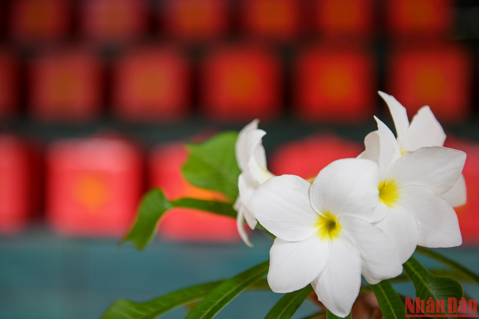 Chiến đấu và hy sinh tại đất nước của hoa Chăm Pa, đến lúc yên nghỉ, hoa Chăm Pa lại canh giấc cho các anh. Phía trước nhà lưu hài cốt của K93 là một dãy hoa trắng đang lặng lẽ tỏa hương... (Ảnh: THÀNH ĐẠT)