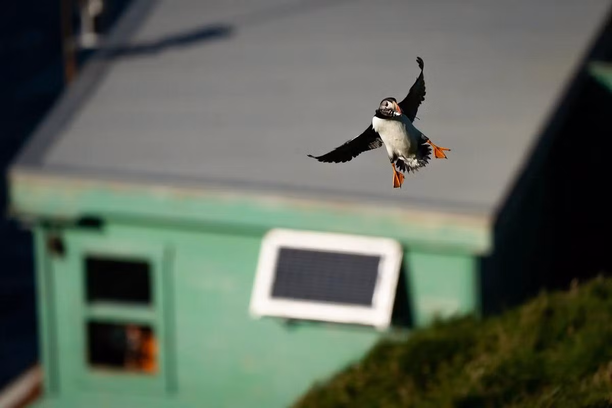 Chim hải âu cổ rụt trên đảo Heimaey thuộc quần đảo Vestmannaeyjar ở Iceland. Quần đảo này được biết đến là “ngôi nhà” của hơn 700 nghìn cặp hải âu cổ rụt di cư về đây mỗi mùa hè để làm tổ. Tuy nhiên, mùa hè năm nay chứng kiến số lượng hải âu cổ rụt suy giảm nghiêm trọng do tình trạng thiếu thức ăn và biến đổi khí hậu. (Ảnh: PA)