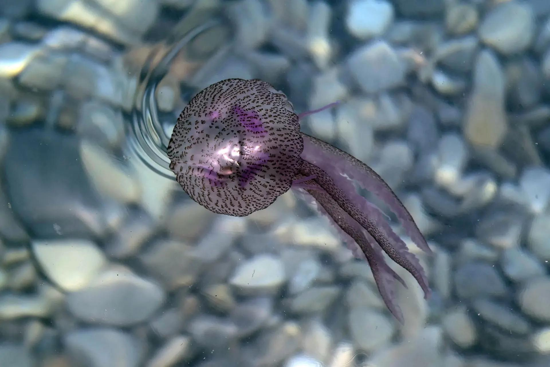 Một con sứa Pelagia noctiluca ngoài khơi thành phố Nice, Pháp. (Ảnh: AFP/Getty Images)