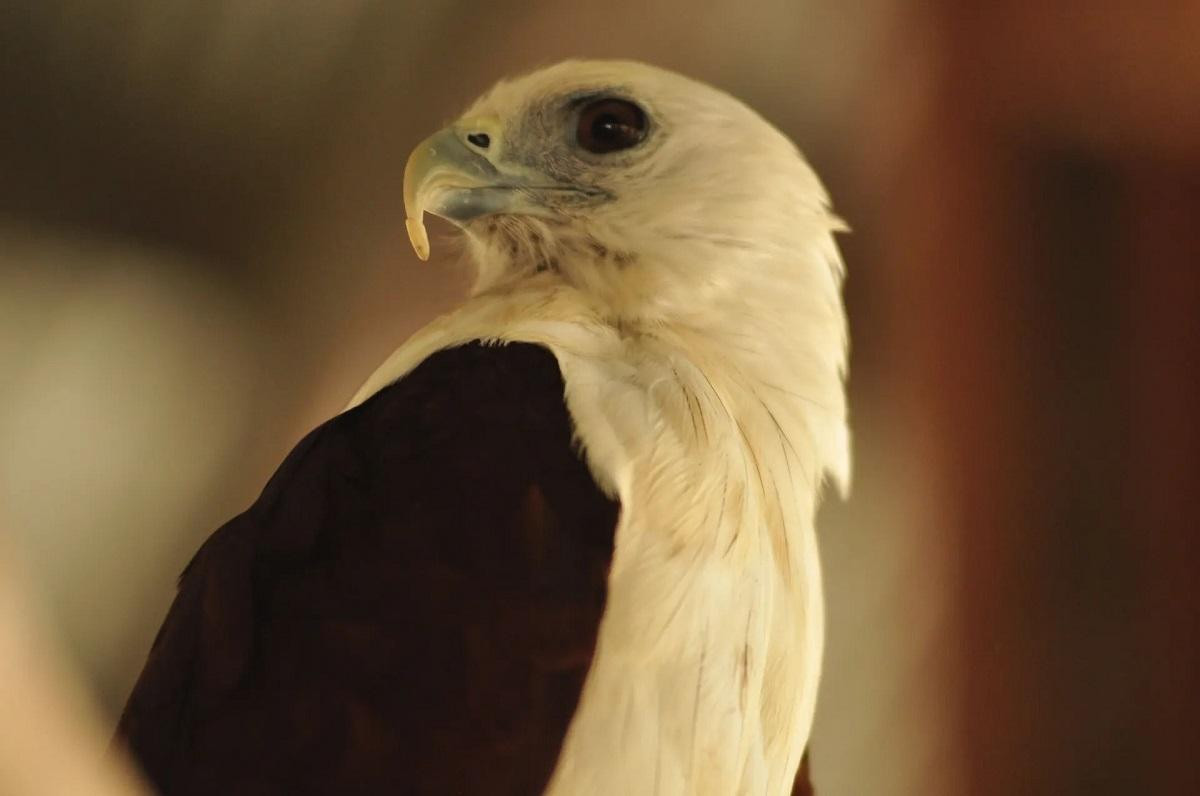 Một con diều lửa (Haliastur indus) được đặt trong lồng nhốt tạm thời tại Văn phòng Cơ quan Bảo tồn Tài nguyên thiên nhiên sau khi nó được giải cứu khỏi những kẻ buôn bán động vật hoang dã bất hợp pháp ở thành phố Palu, Indonesia. (Ảnh: NurPhoto/REX/Shutterstock)